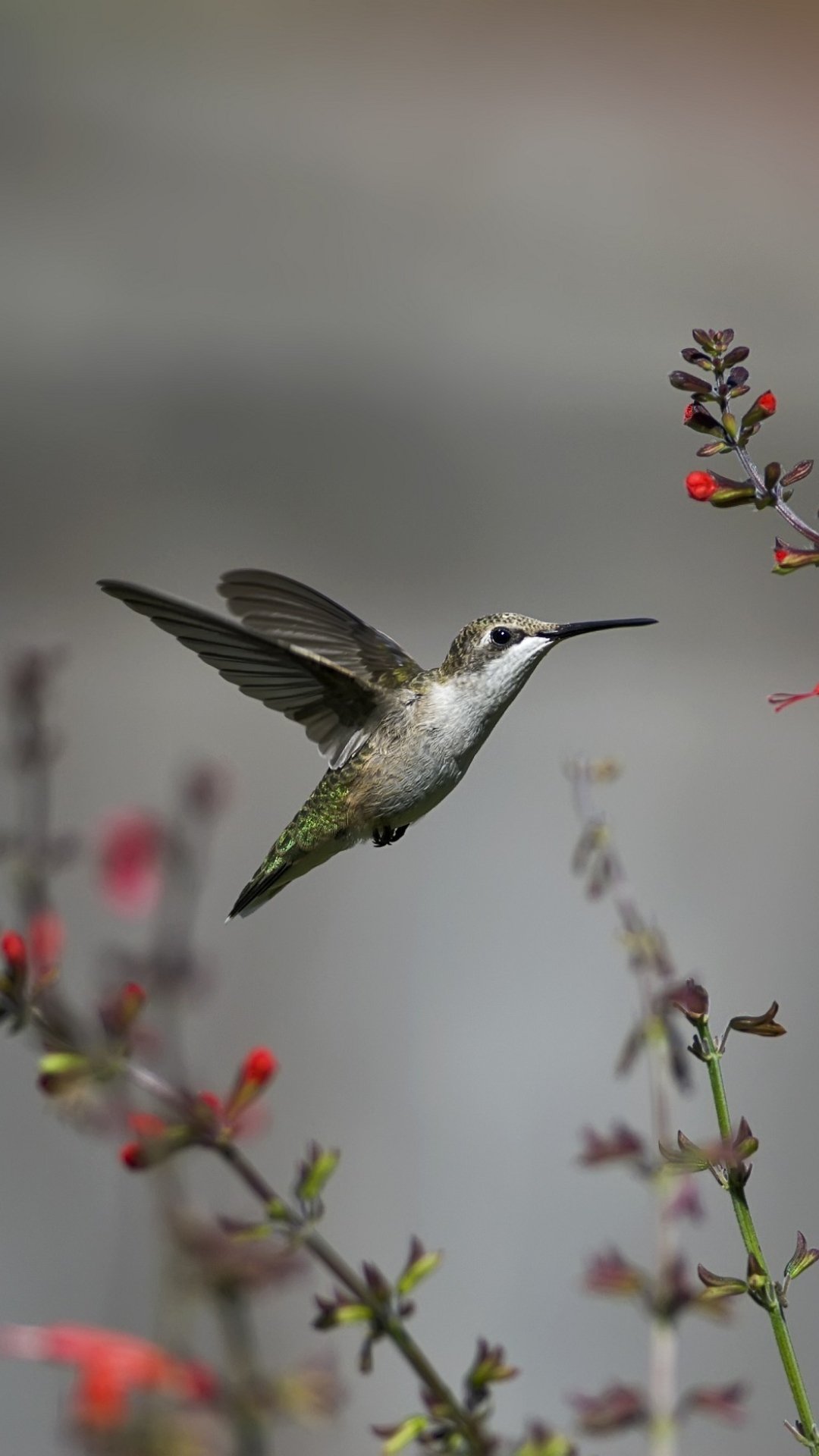 Descarga gratuita de fondo de pantalla para móvil de Animales, Aves, Colibrí.