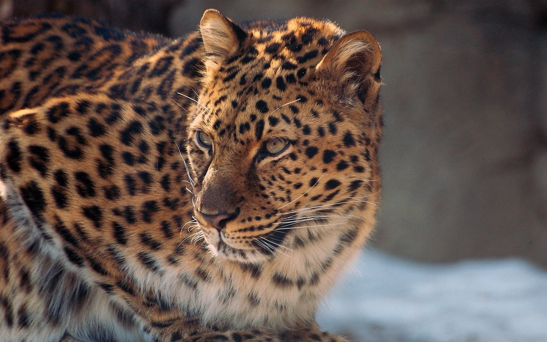 Laden Sie das Tiere, Katzen, Leopard-Bild kostenlos auf Ihren PC-Desktop herunter