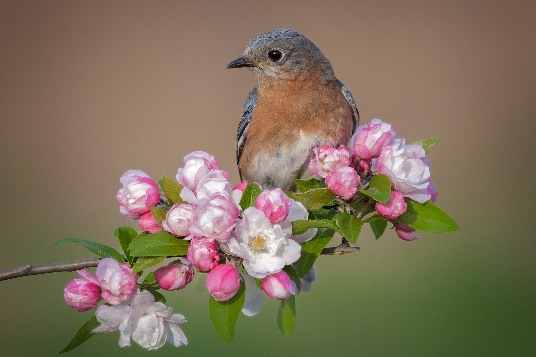 449053 baixar papel de parede animais, bluebird oriental, pássaro, flor, aves - protetores de tela e imagens gratuitamente