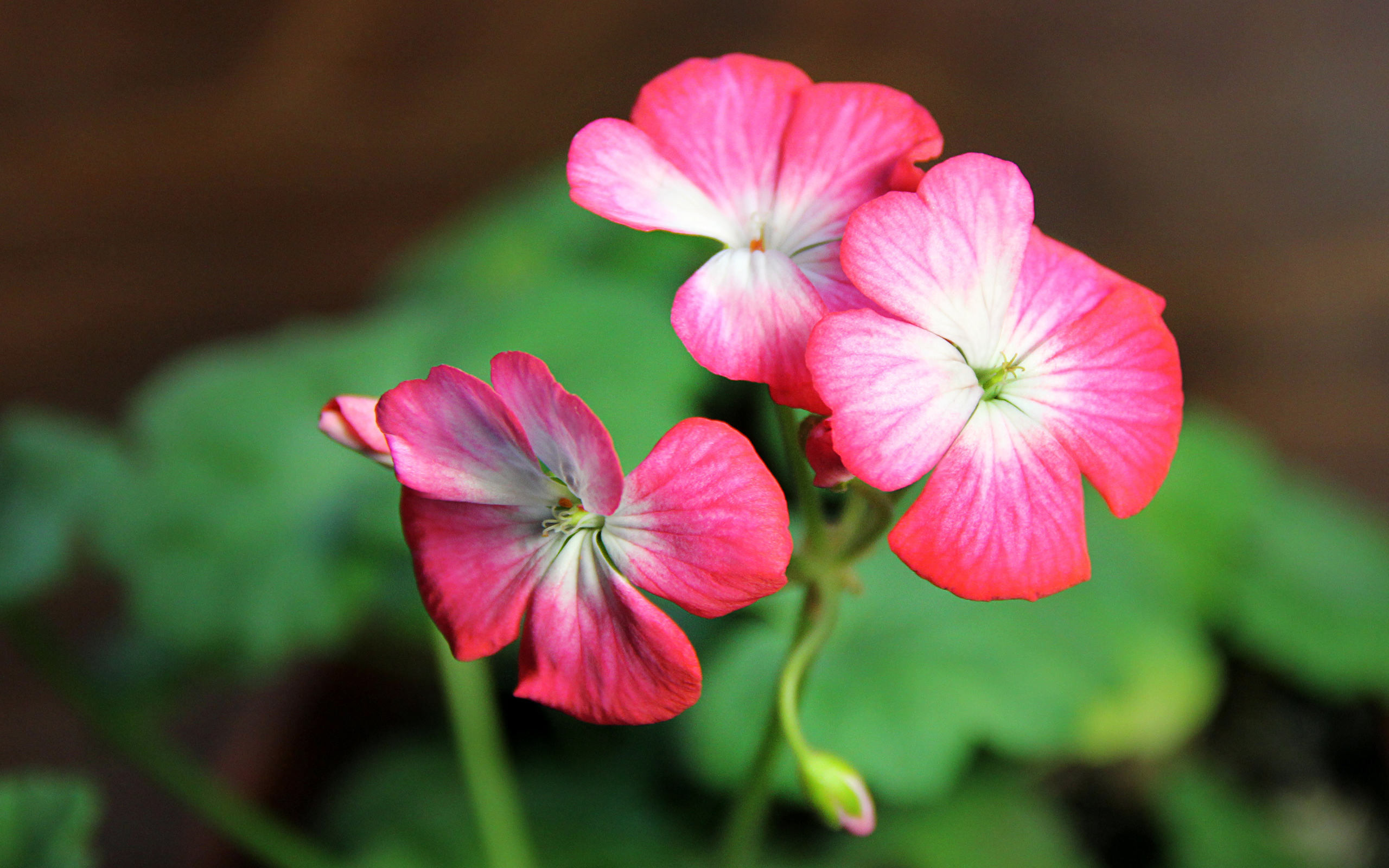 Descarga gratuita de fondo de pantalla para móvil de Flores, Flor, Tierra/naturaleza.