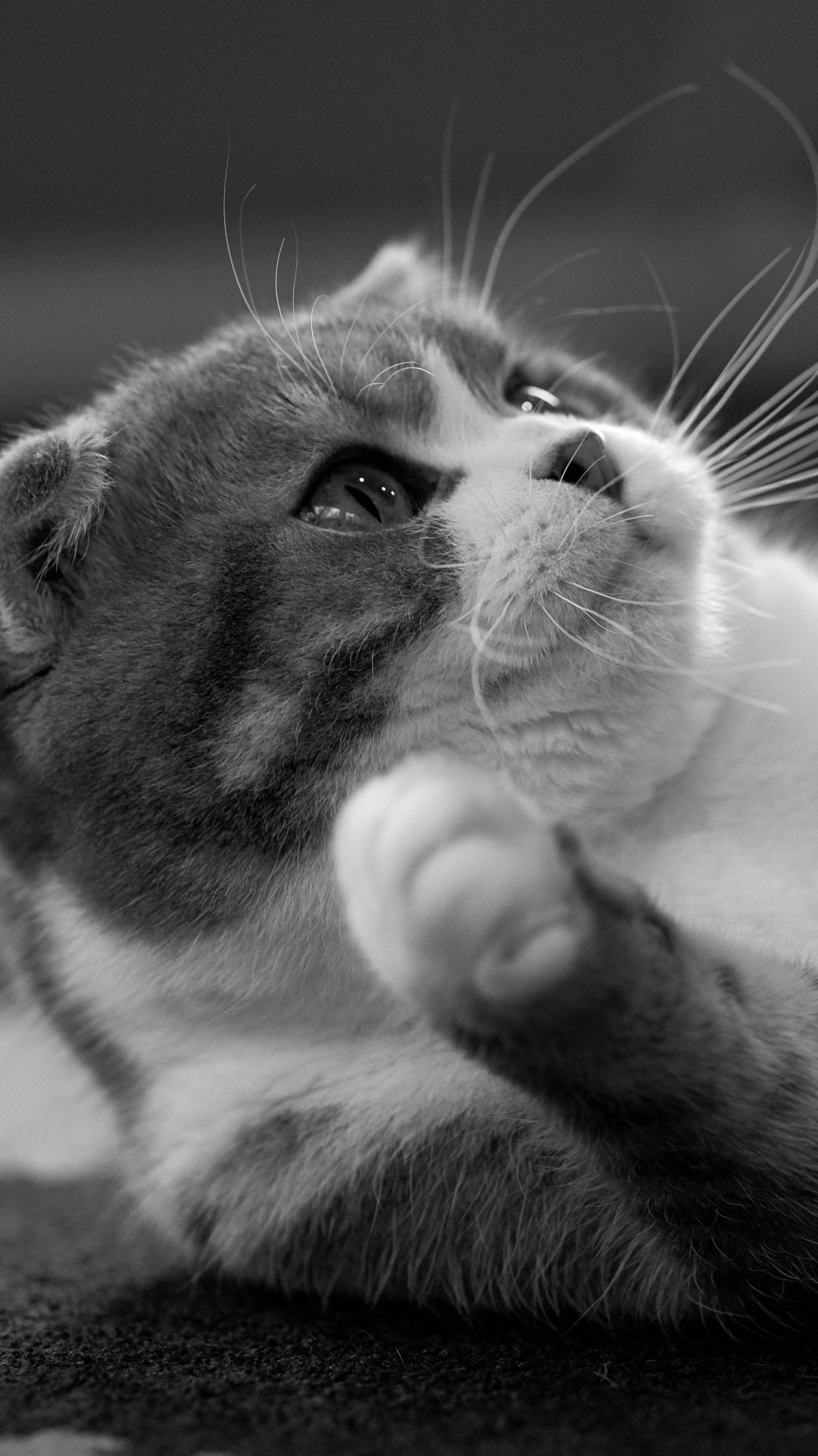 Download mobile wallpaper Cats, Cat, Animal, Black & White for free.