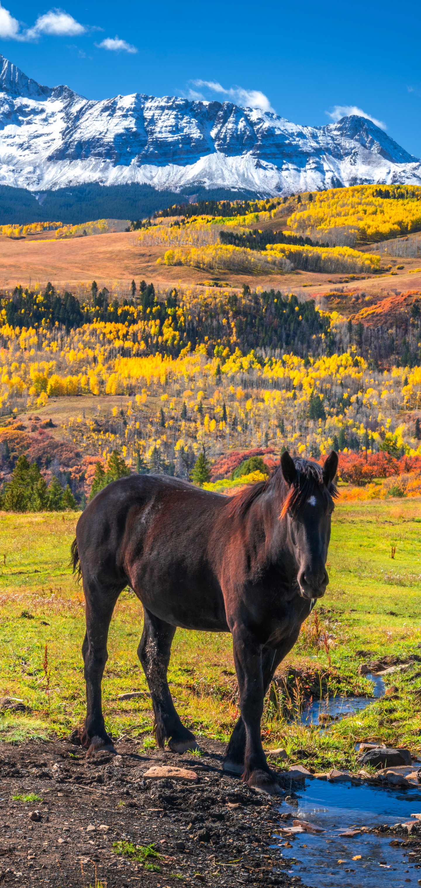 Descarga gratuita de fondo de pantalla para móvil de Animales, Paisaje, Caballo.