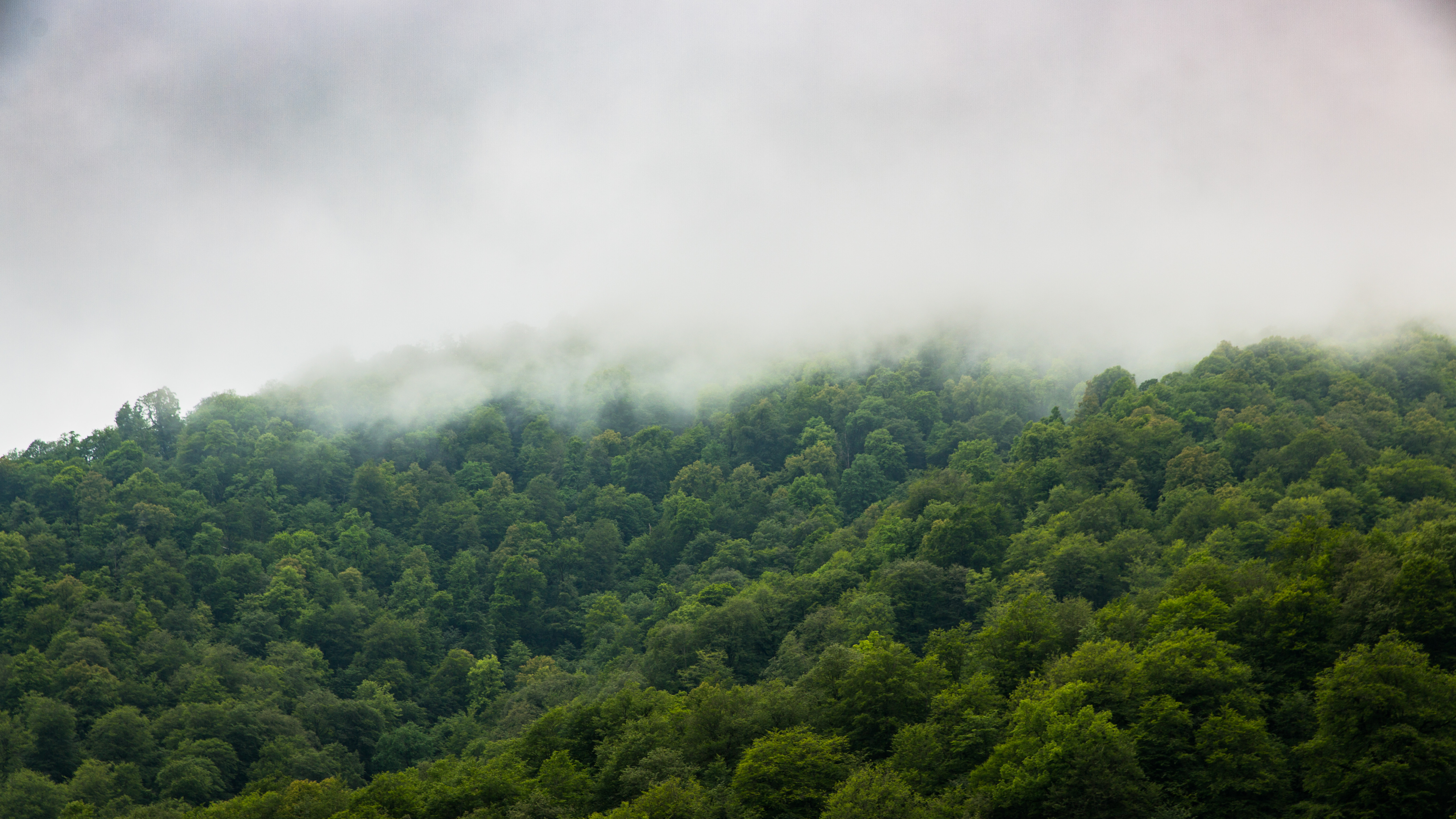 Скачать обои бесплатно Туман, Деревья, Небо, Природа, Лес картинка на рабочий стол ПК
