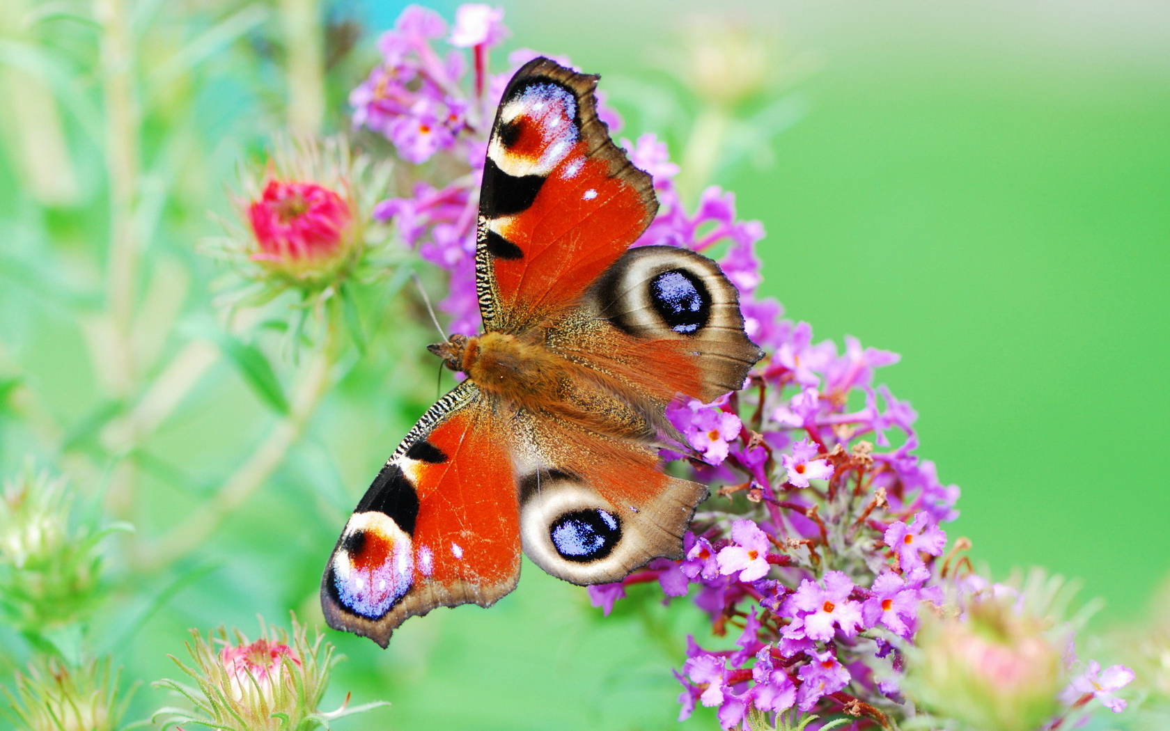 615099 Bildschirmschoner und Hintergrundbilder Schmetterlinge auf Ihrem Telefon. Laden Sie  Bilder kostenlos herunter