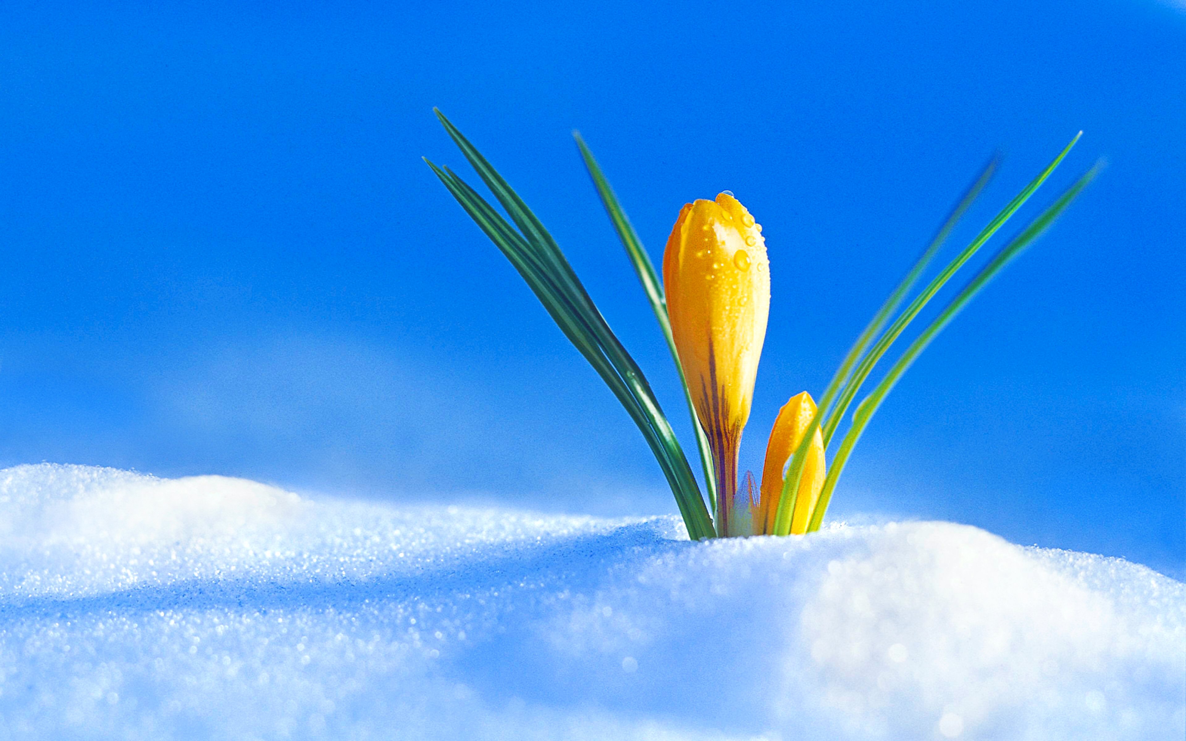 1495188 descargar imagen primavera, tierra/naturaleza, azafrán, vistoso, naturaleza, nieve: fondos de pantalla y protectores de pantalla gratis