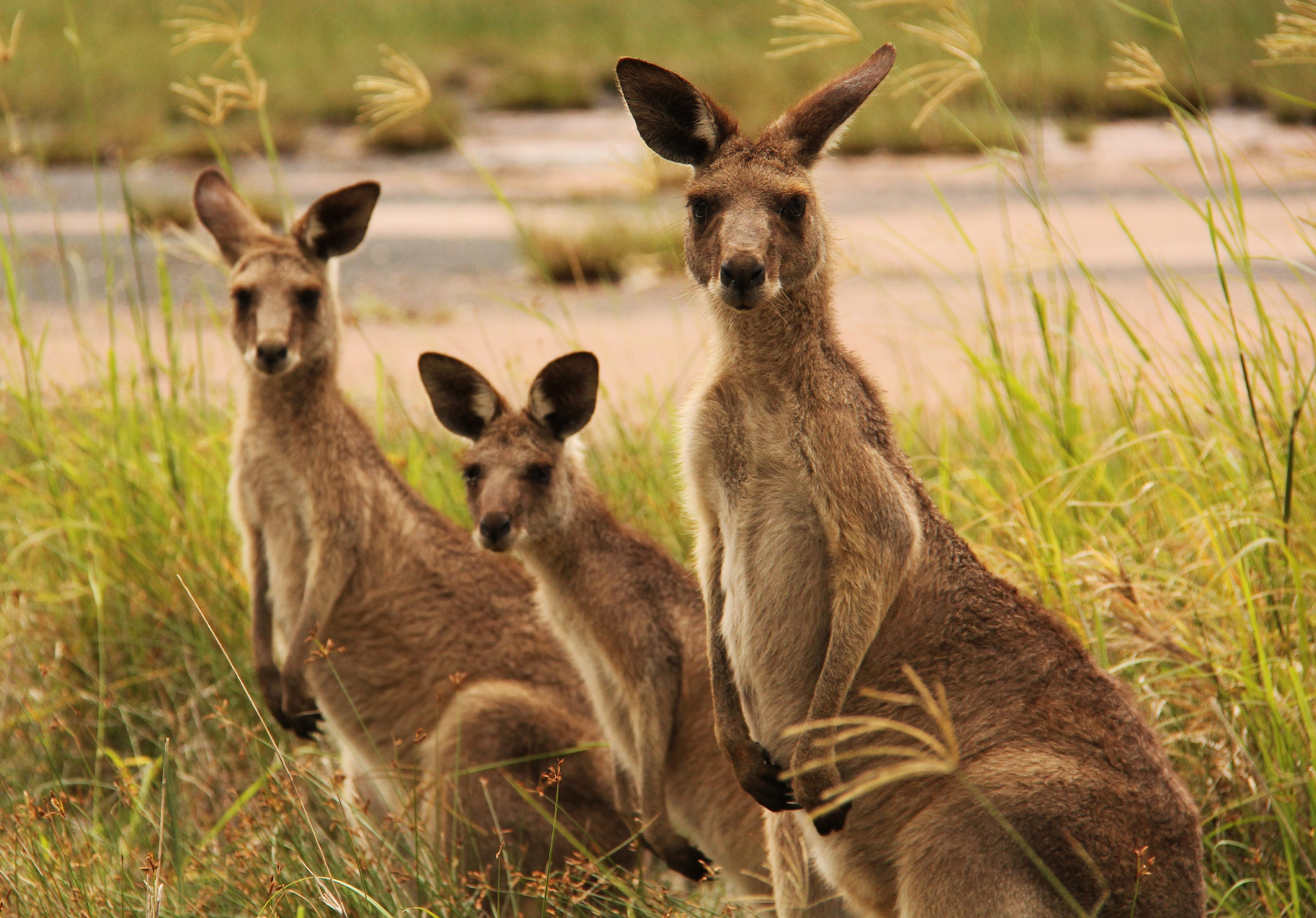 595478 Bild herunterladen tiere, känguru - Hintergrundbilder und Bildschirmschoner kostenlos