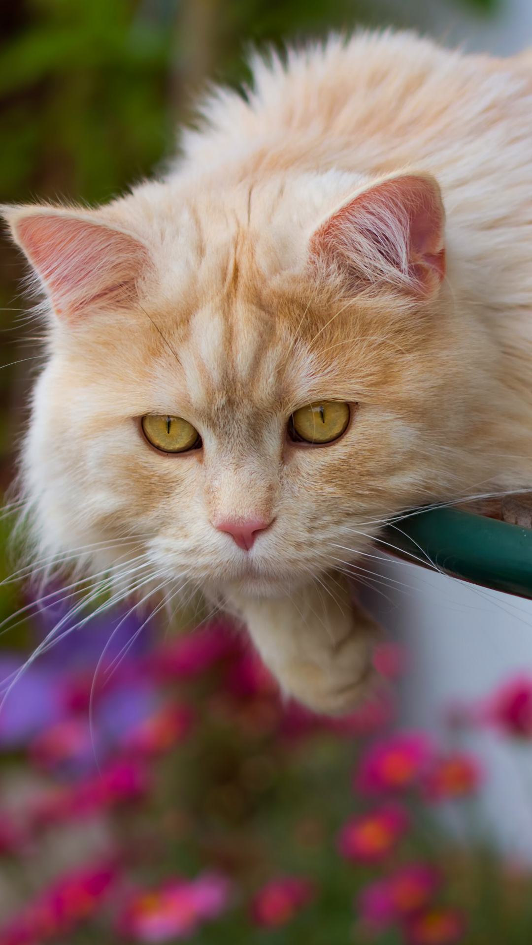 Baixar papel de parede para celular de Animais, Gatos, Gato gratuito.