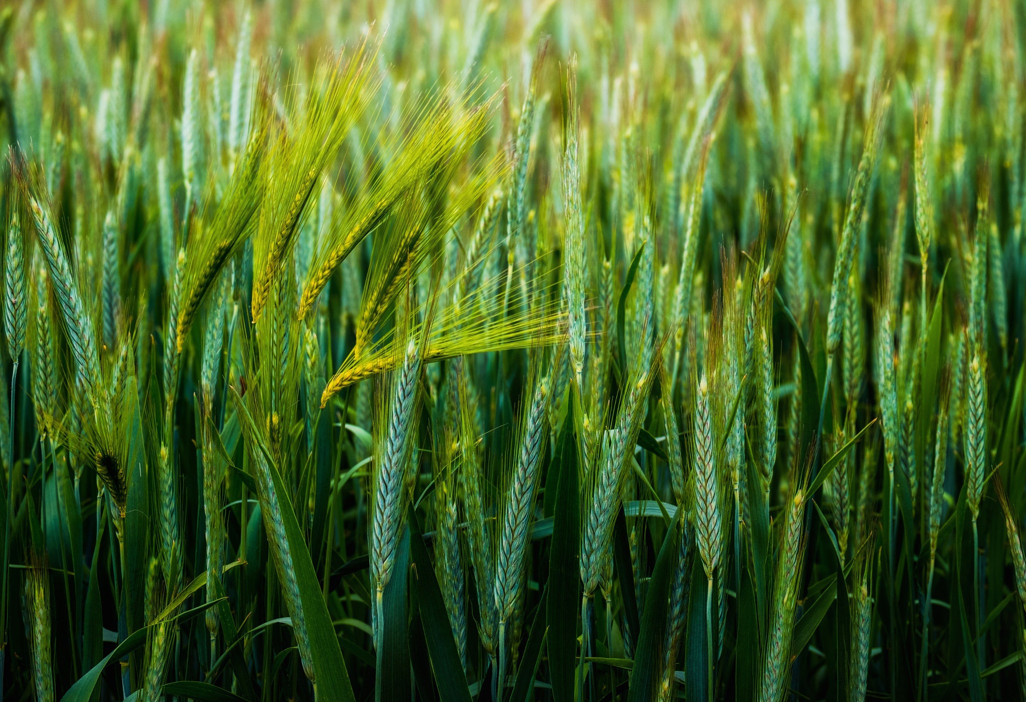 Free download wallpaper Nature, Summer, Wheat, Plant, Earth on your PC desktop