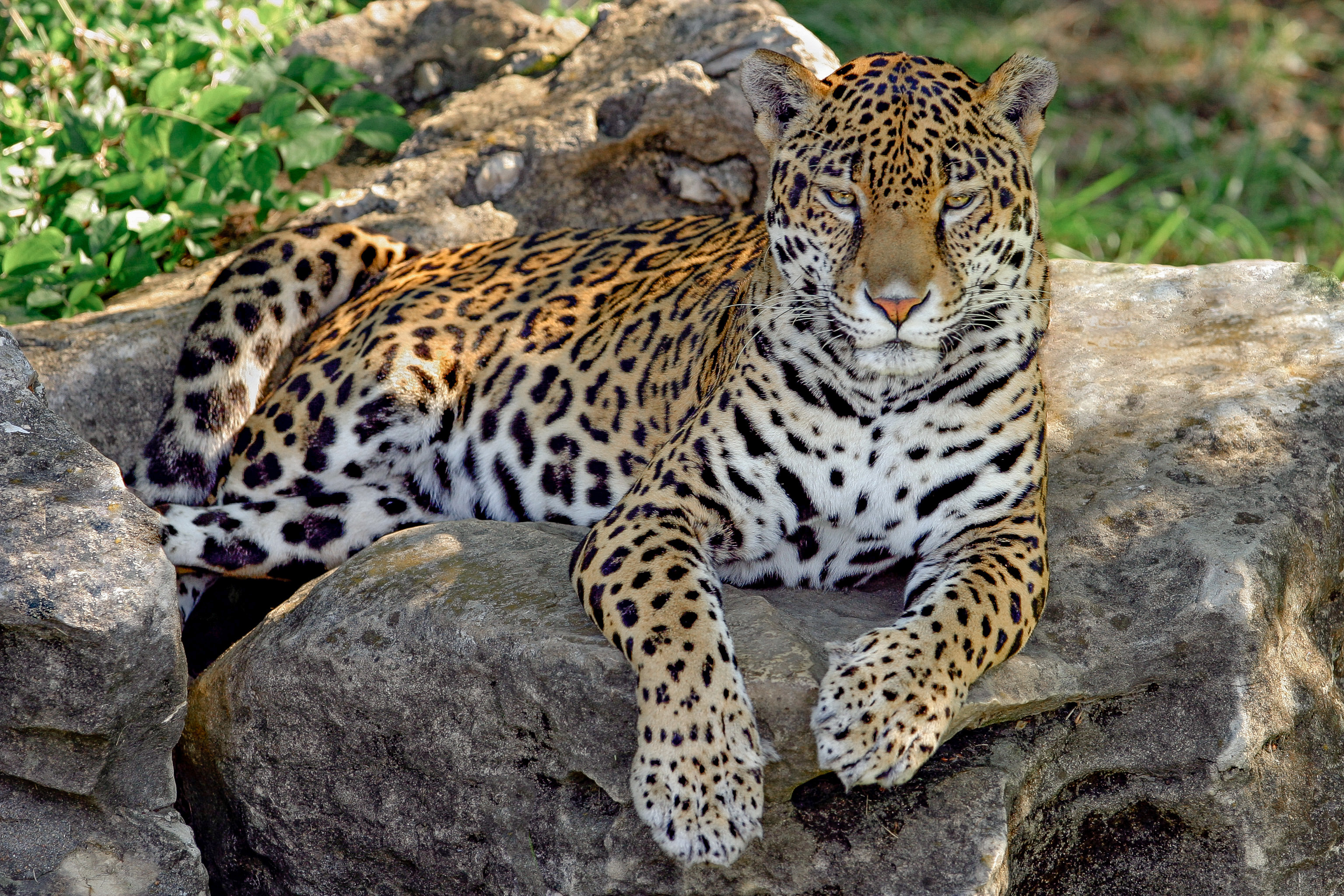 Descarga gratuita de fondo de pantalla para móvil de Animales, Gatos, Jaguar.