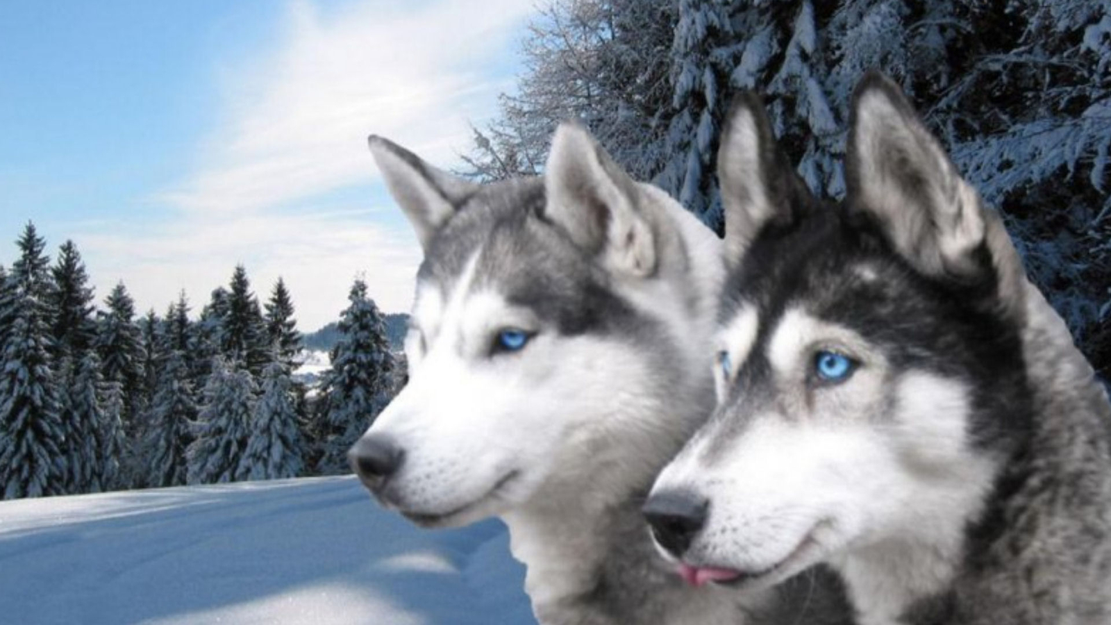 1481301壁紙のダウンロード動物, シベリアンハスキー, 犬, ハスキー, シベリア人, 冬-スクリーンセーバーと写真を無料で