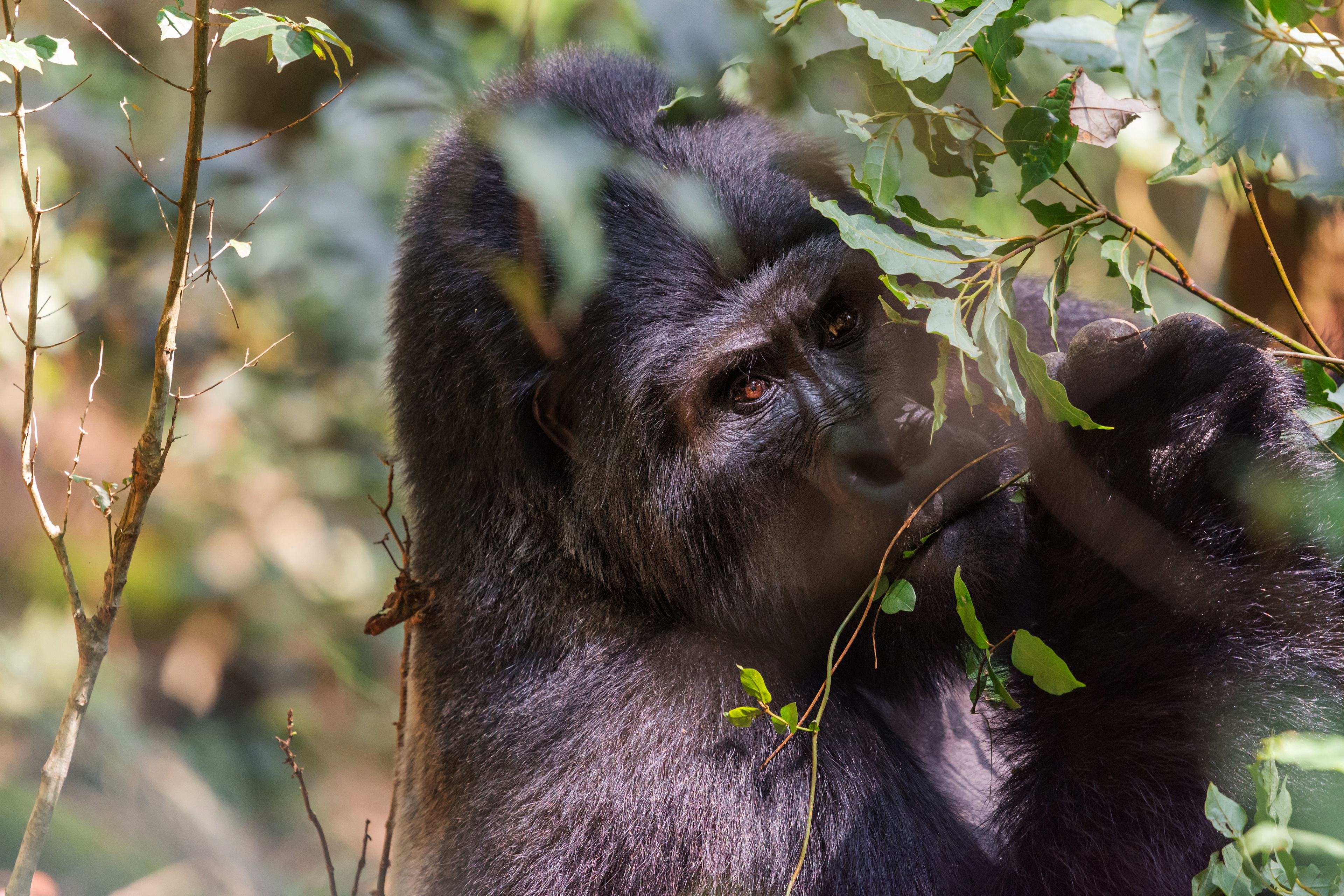 Descarga gratis la imagen Animales, Monos, Gorila, Primate en el escritorio de tu PC