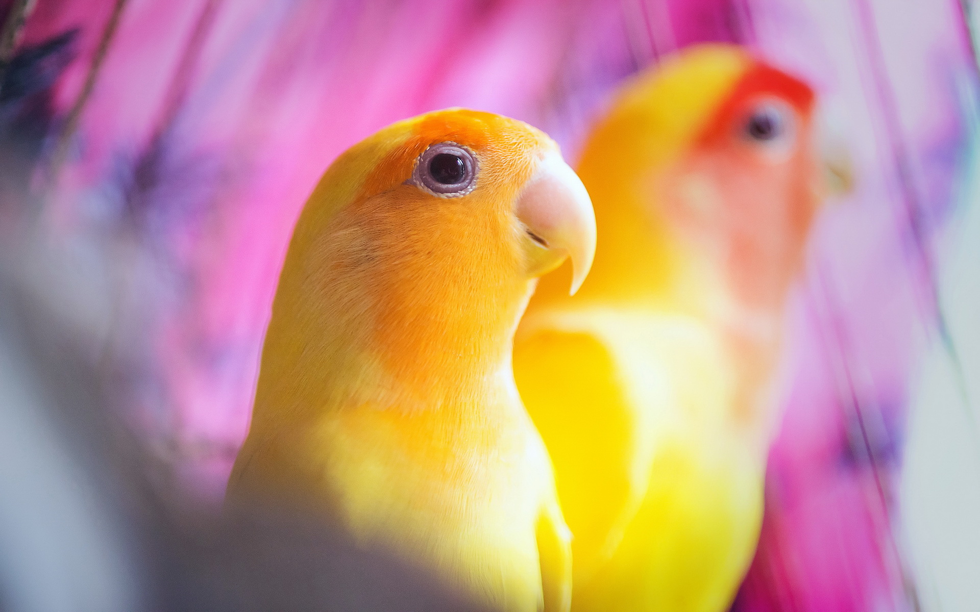 339635 descargar imagen animales, periquito, aves: fondos de pantalla y protectores de pantalla gratis