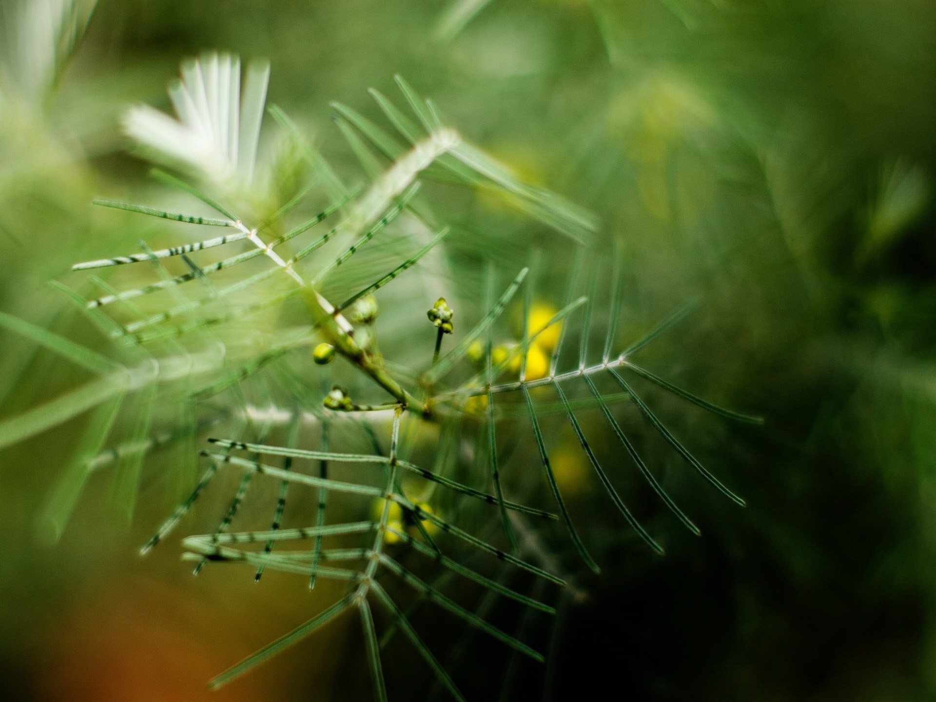 Free download wallpaper Macro, Blur, Thorns, Prickles, Berry, Nature on your PC desktop