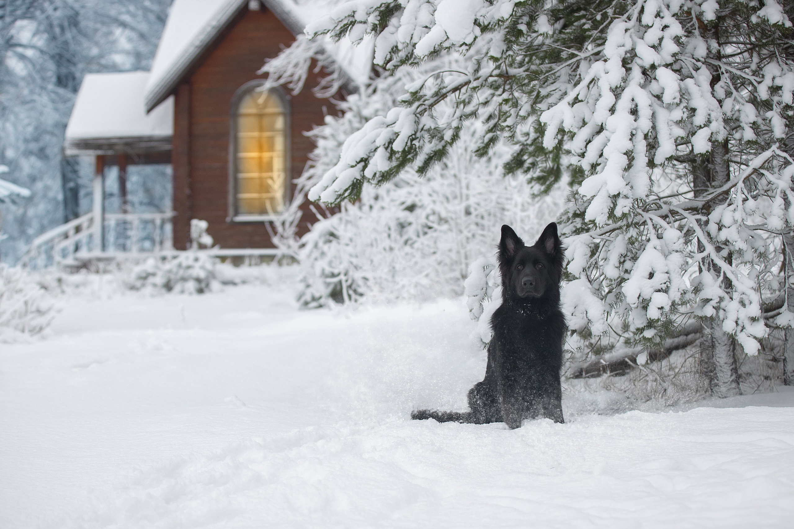 無料モバイル壁紙動物, 冬, 雪, 犬, ジャーマンシェパードをダウンロードします。