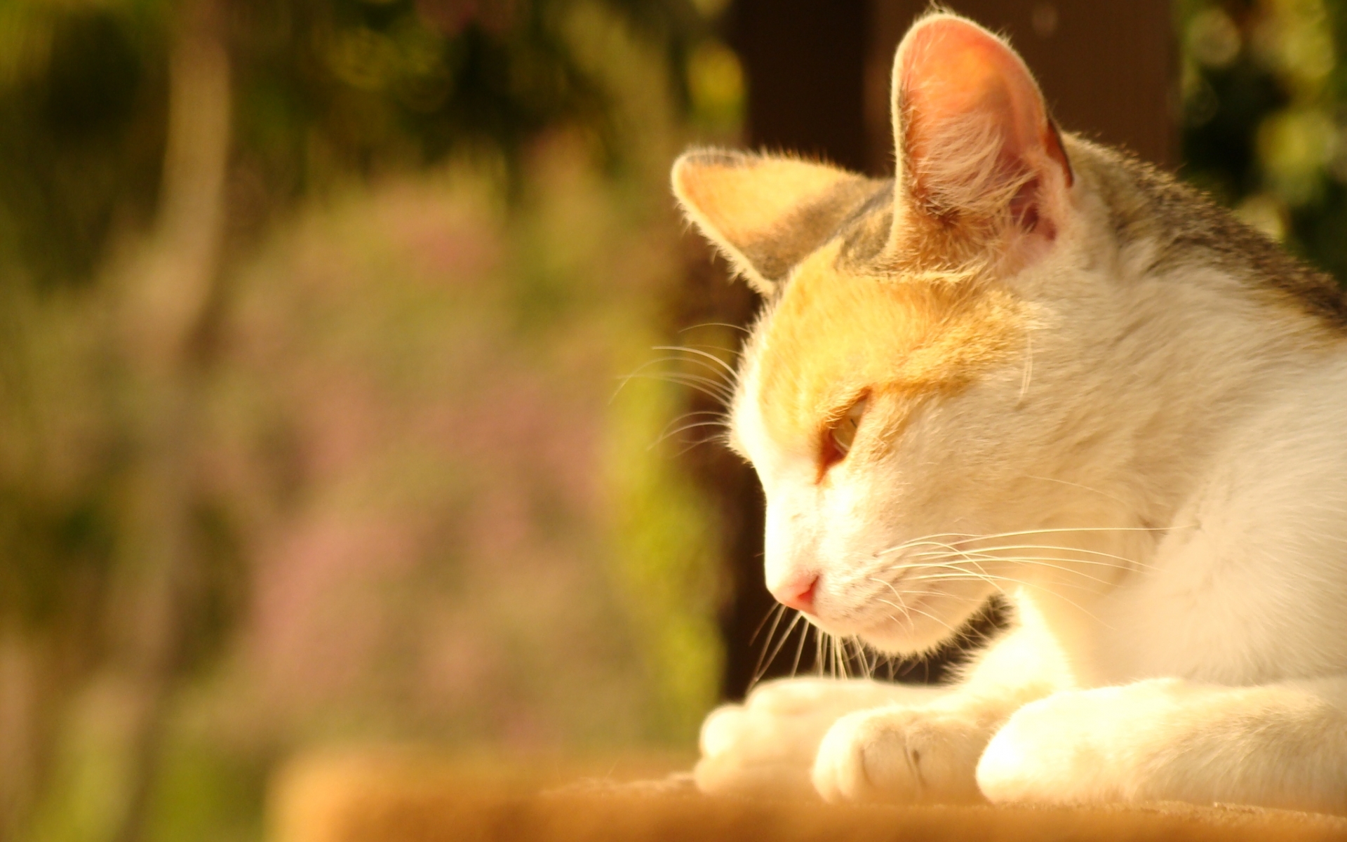 Téléchargez gratuitement l'image Animaux, Chats, Chat sur le bureau de votre PC