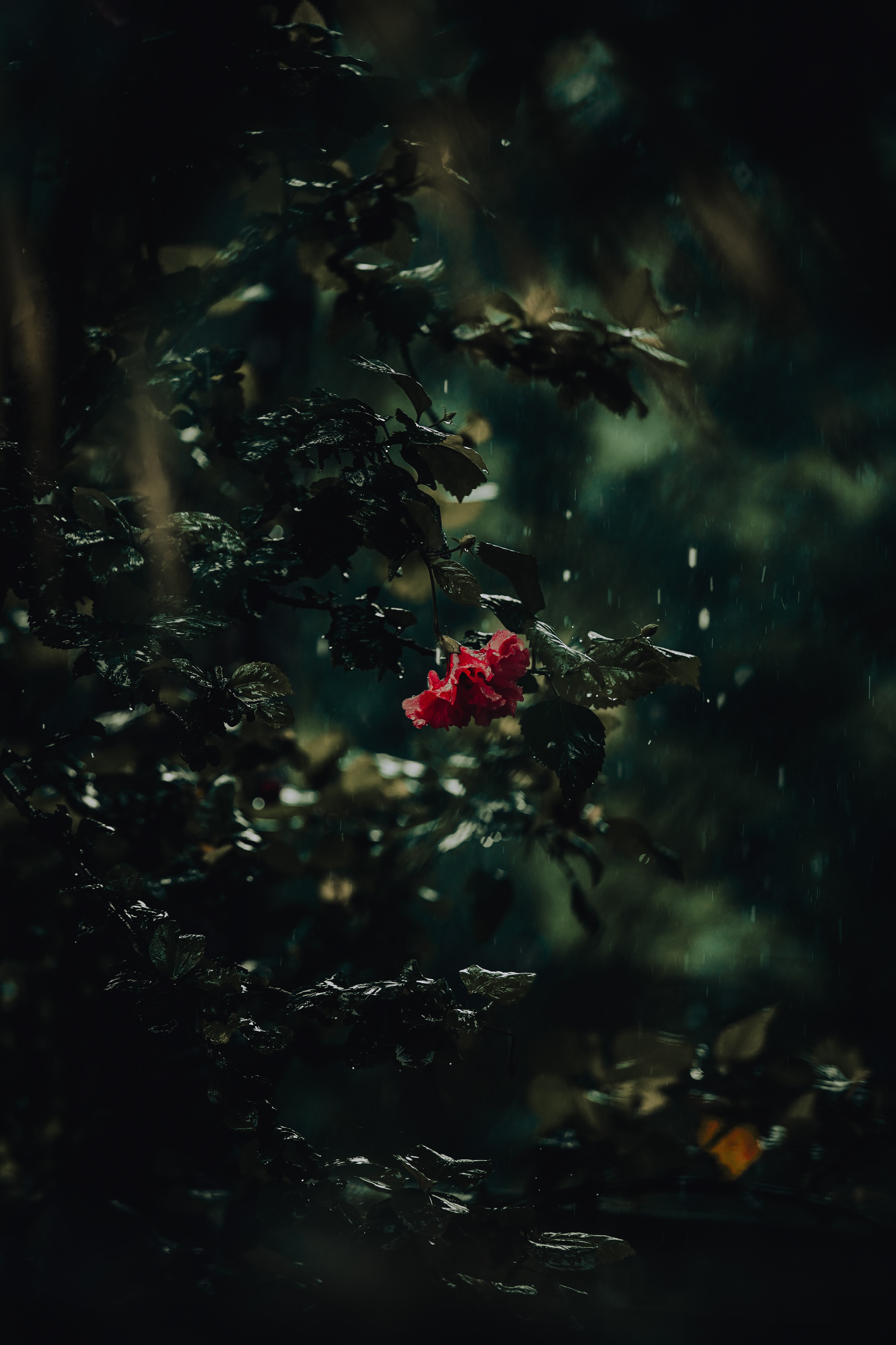 rain, dark, flowers, drops, bush, flower HD wallpaper