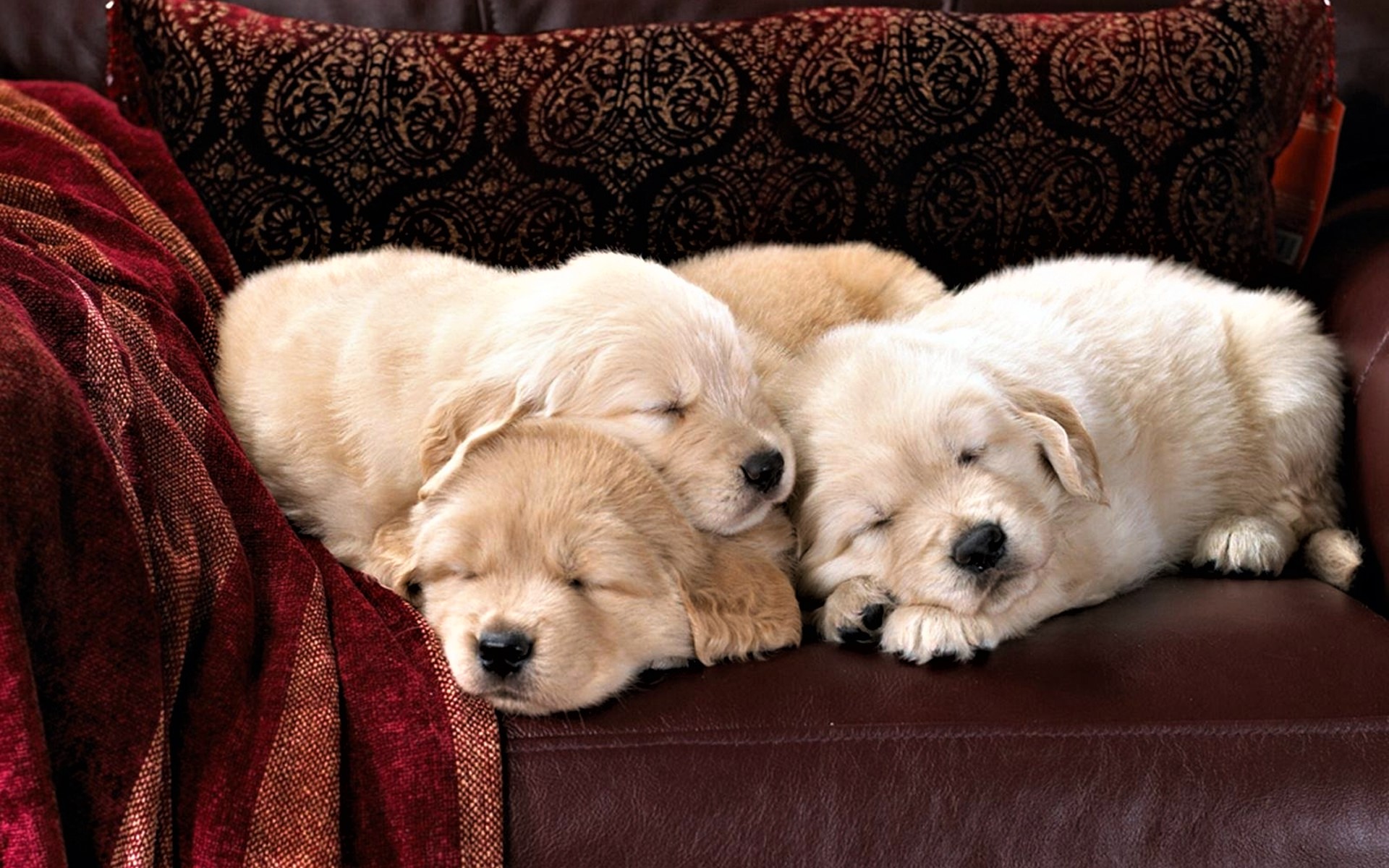 Download mobile wallpaper Dogs, Animal, Puppy, Sleeping, Cute, Baby Animal for free.