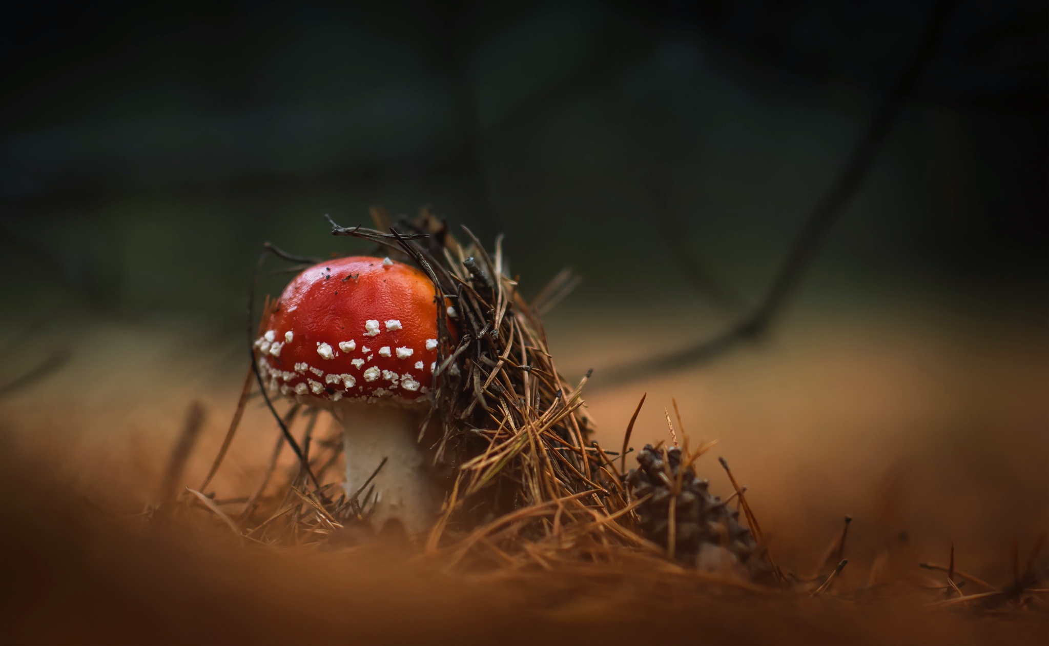 Free download wallpaper Nature, Blur, Close Up, Fall, Earth, Mushroom on your PC desktop