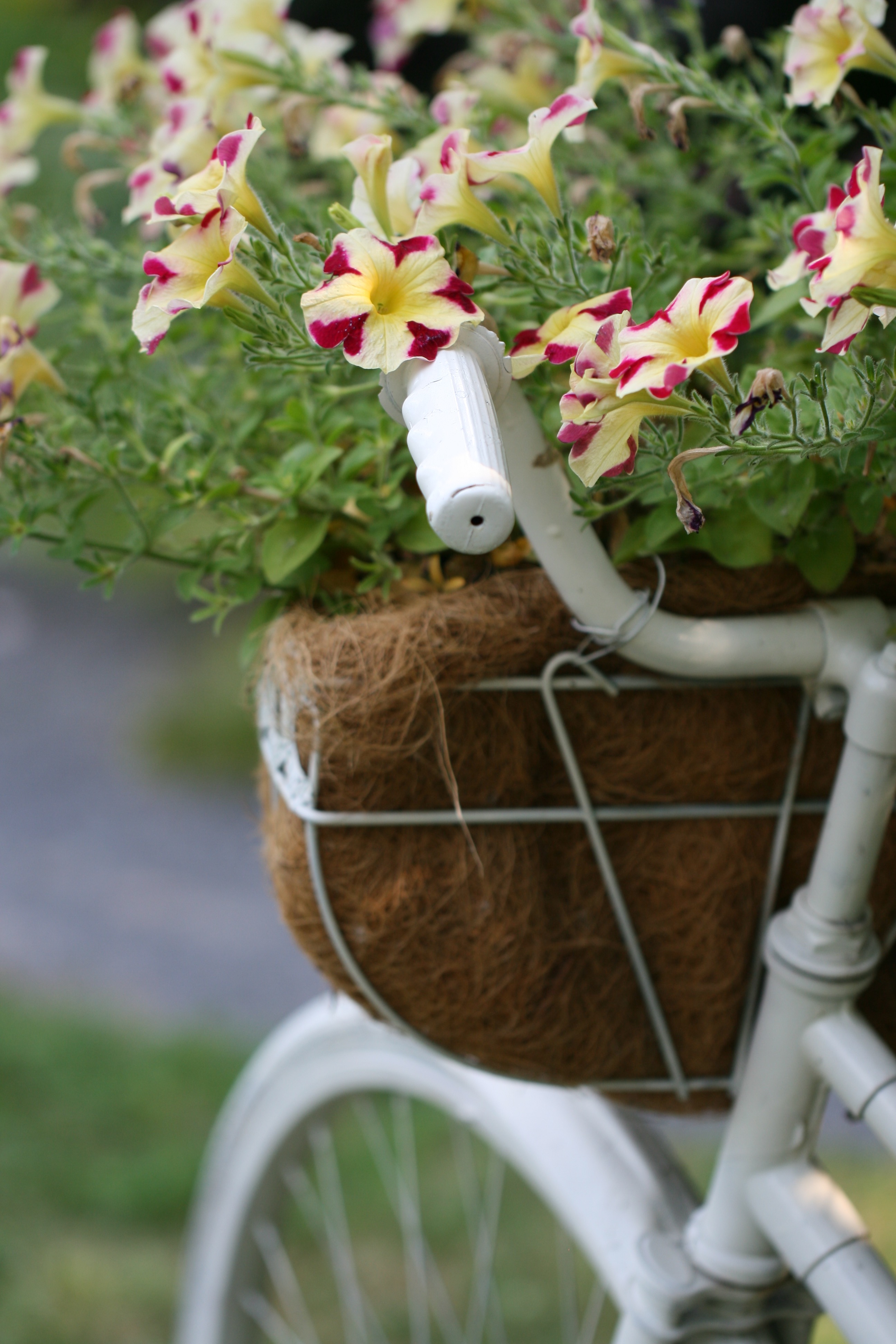 Téléchargez des papiers peints mobile Fleurs, Plante, Décoratif, Pétunia, Planter, Floraison gratuitement.