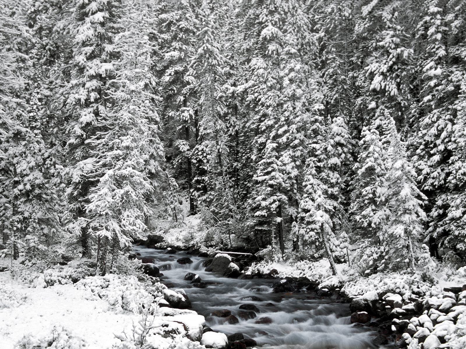 150700画像をダウンロード冬, 自然, 川, 木, ストーンズ, 雪, カナダ, フロー, 流れる, 食べた, アルバート, アルバータ州, バンフ国立公園-壁紙とスクリーンセーバーを無料で
