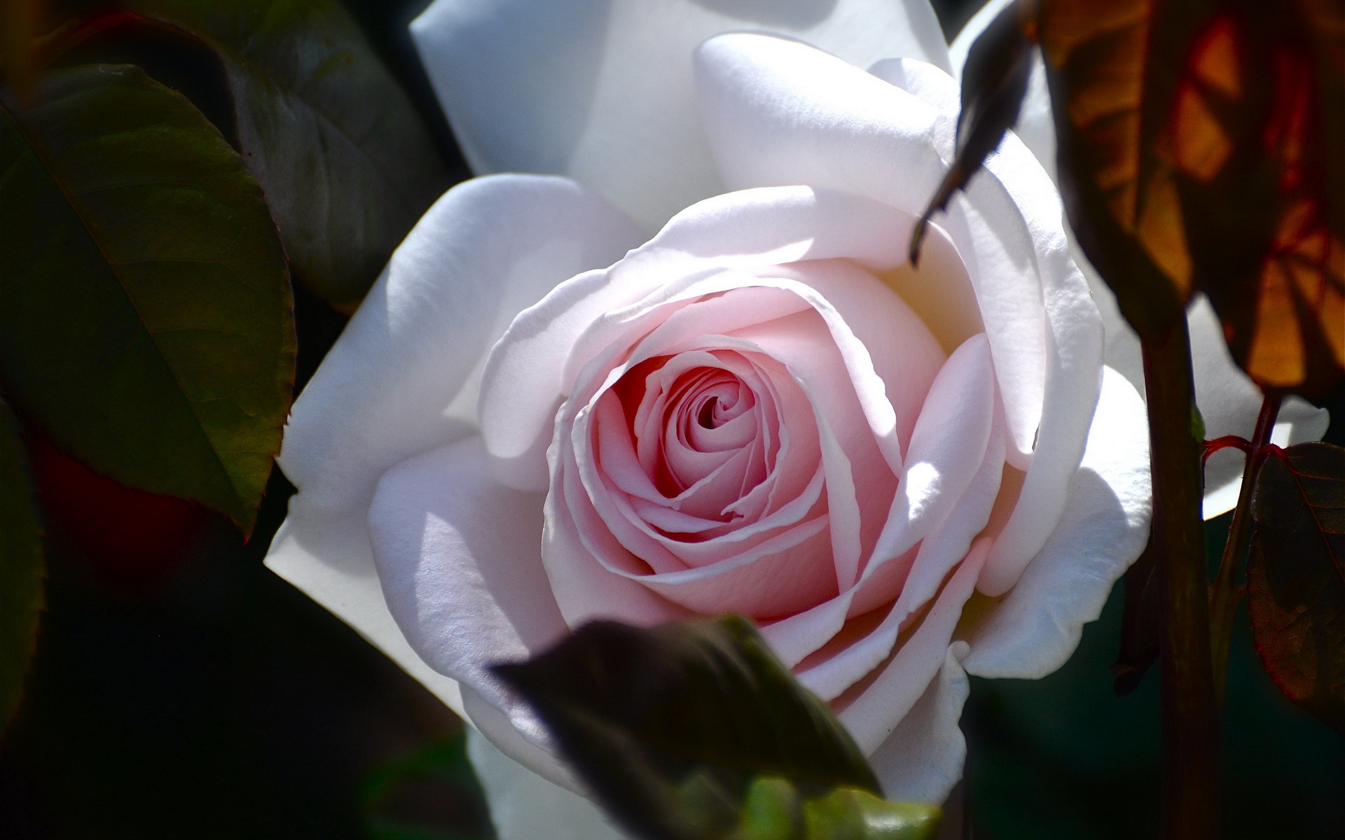 Laden Sie das Blumen, Makro, Rose, Blütenblatt, Erde/natur-Bild kostenlos auf Ihren PC-Desktop herunter