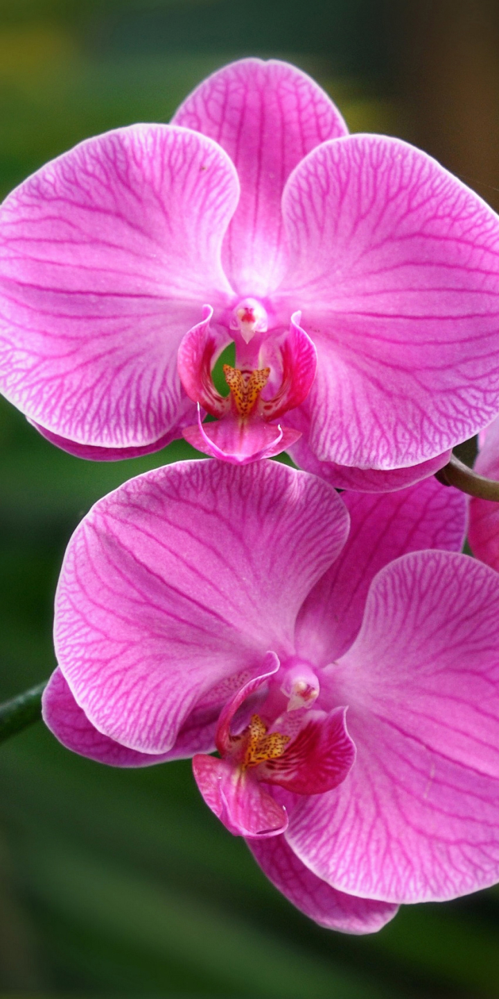 Handy-Wallpaper Blumen, Blume, Nahansicht, Orchidee, Erde/natur, Pinke Blume kostenlos herunterladen.