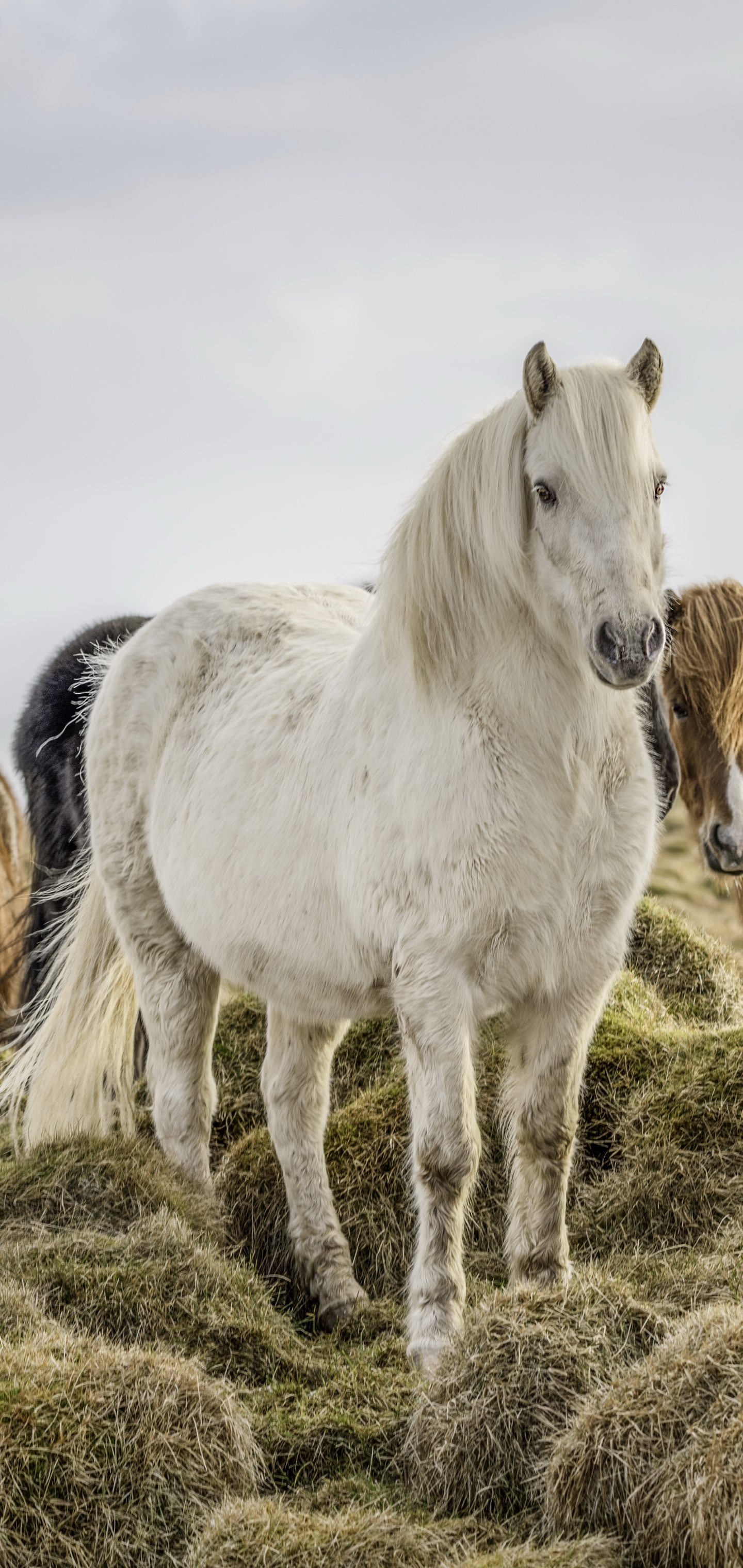 Descarga gratuita de fondo de pantalla para móvil de Animales, Caballo.