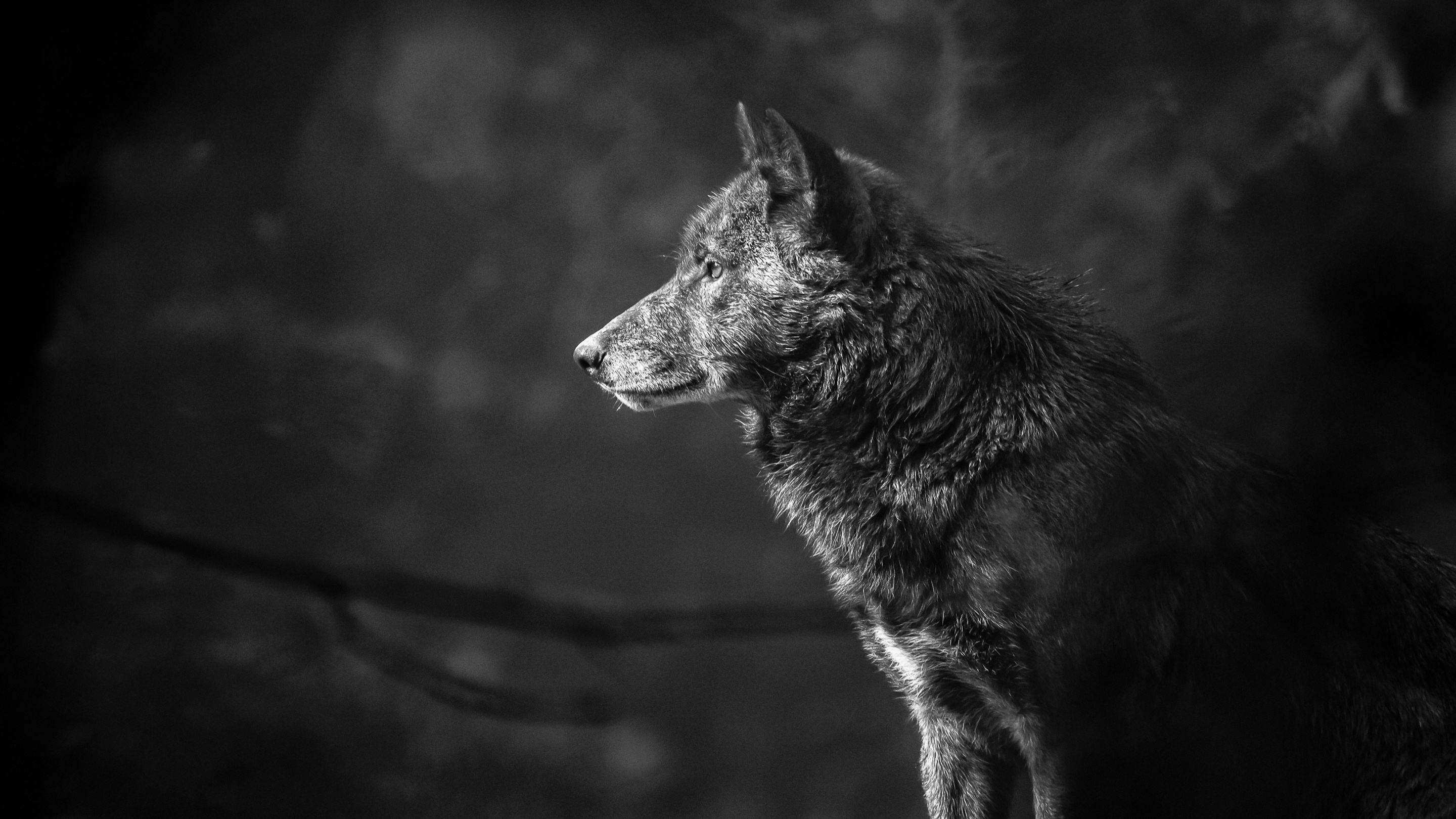 wolves, muzzle, animal, wolf, black & white