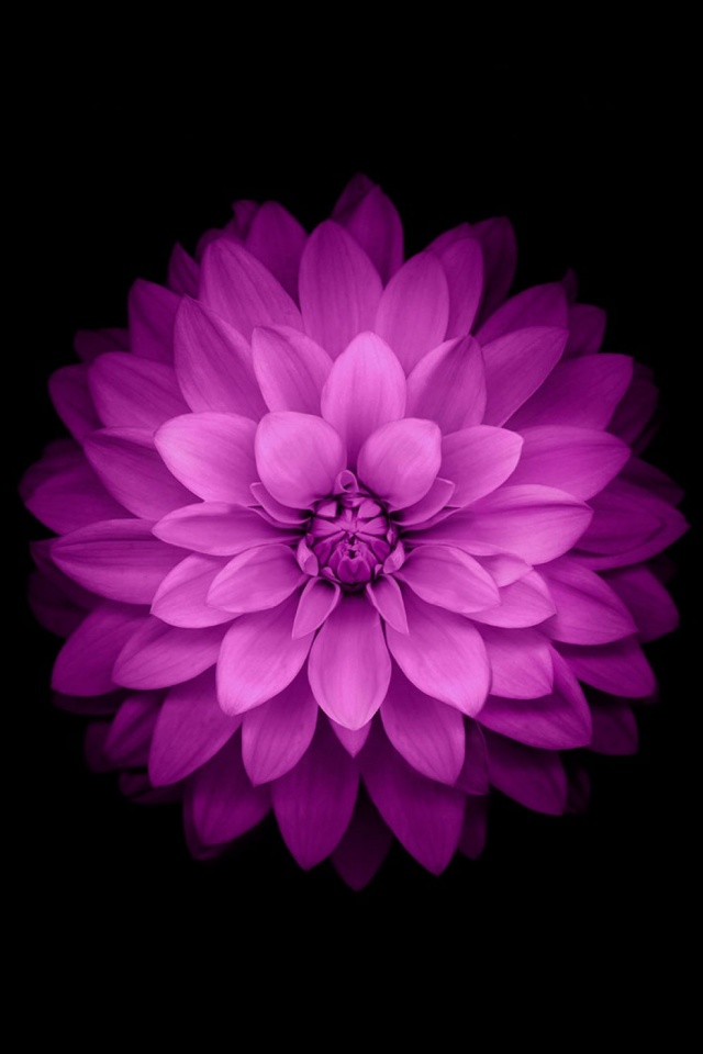 Download mobile wallpaper Nature, Flowers, Flower, Earth, Dahlia, Pink Flower for free.