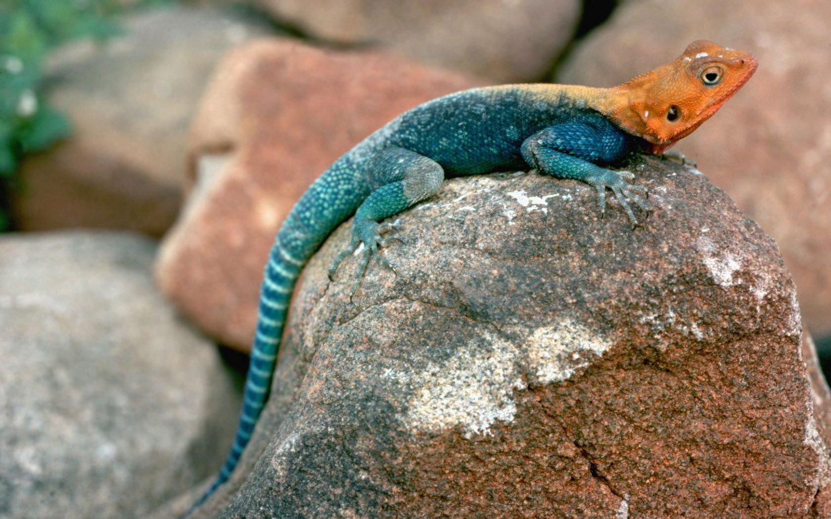 Download mobile wallpaper Blue Lizard, Orange Head, Stones, Animals for free.