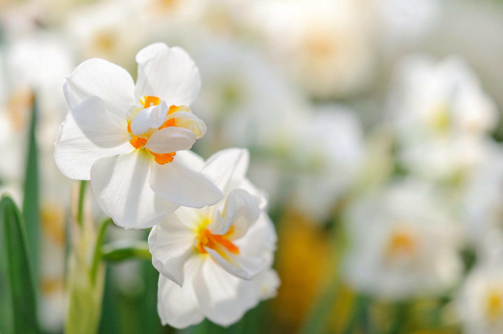 Download mobile wallpaper Nature, Flowers, Flower, Close Up, Earth, White Flower, Daffodil for free.