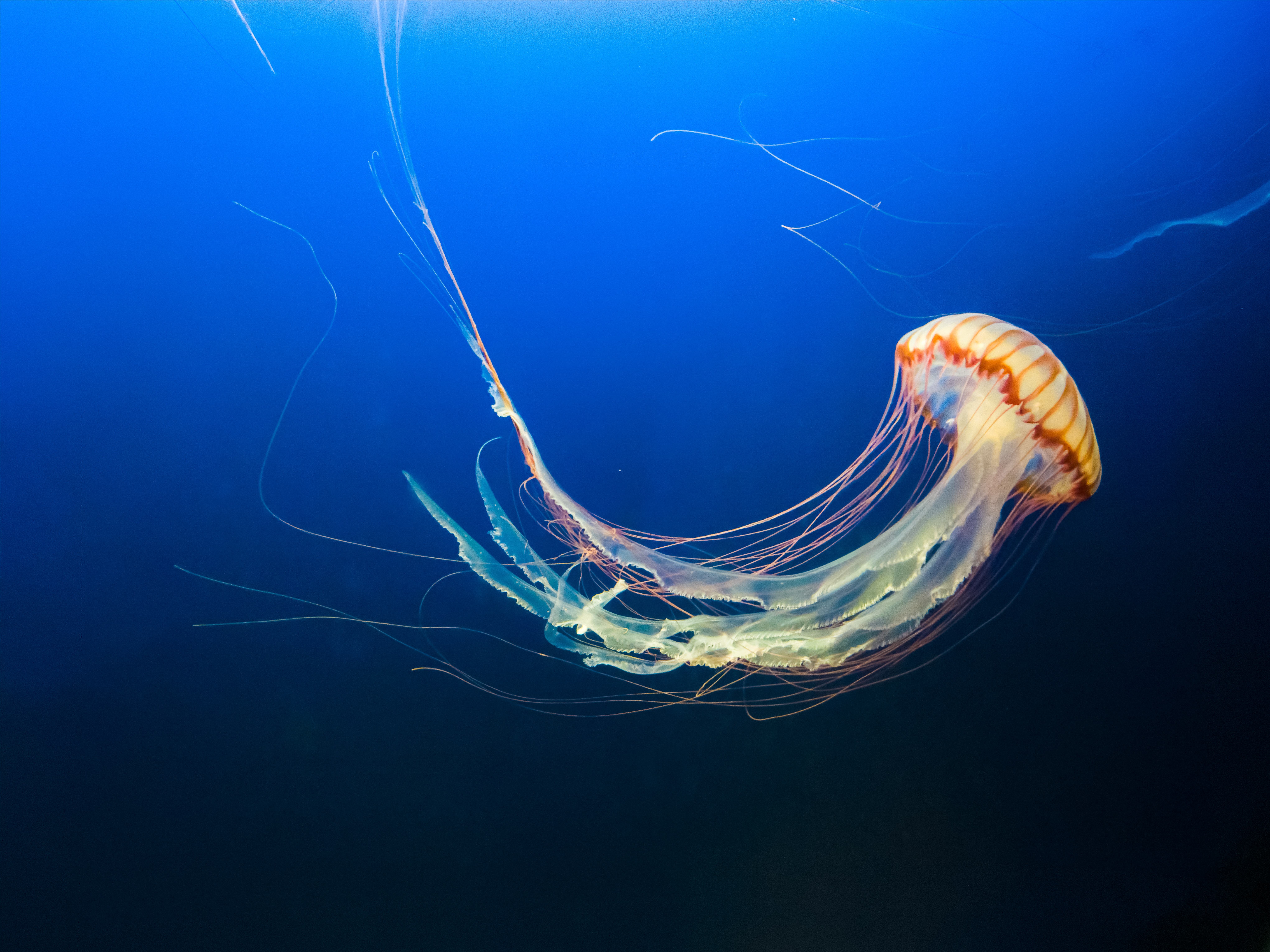 tentacles, animals, jellyfish, ocean, underwater world, to swim, swim