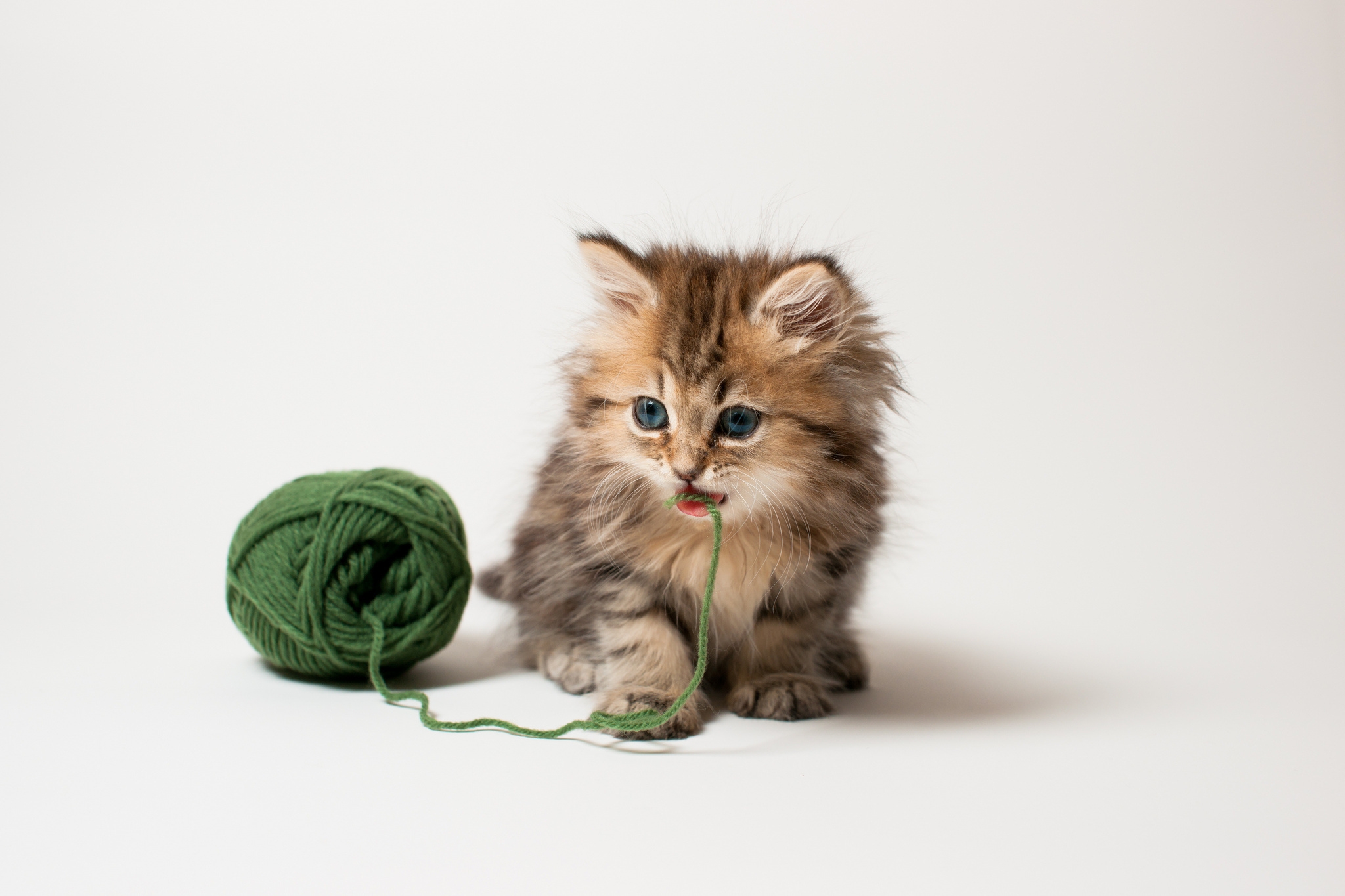 animals, fluffy, kitty, kitten, playful, threads, thread, kid, tot, clew