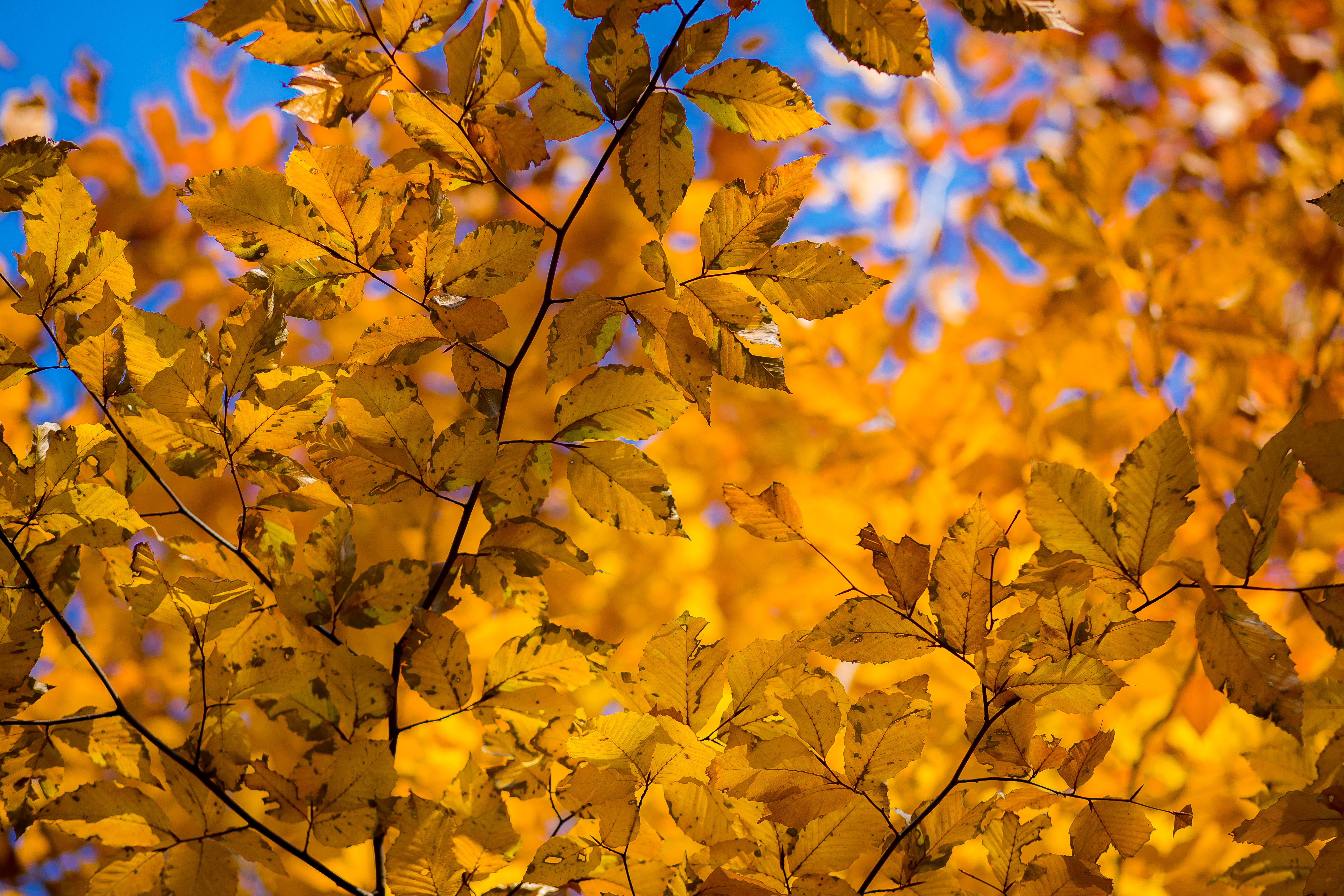 Скачать картинку Ветка, Природа, Листья, Желтый, Сухой, Осень в телефон бесплатно.