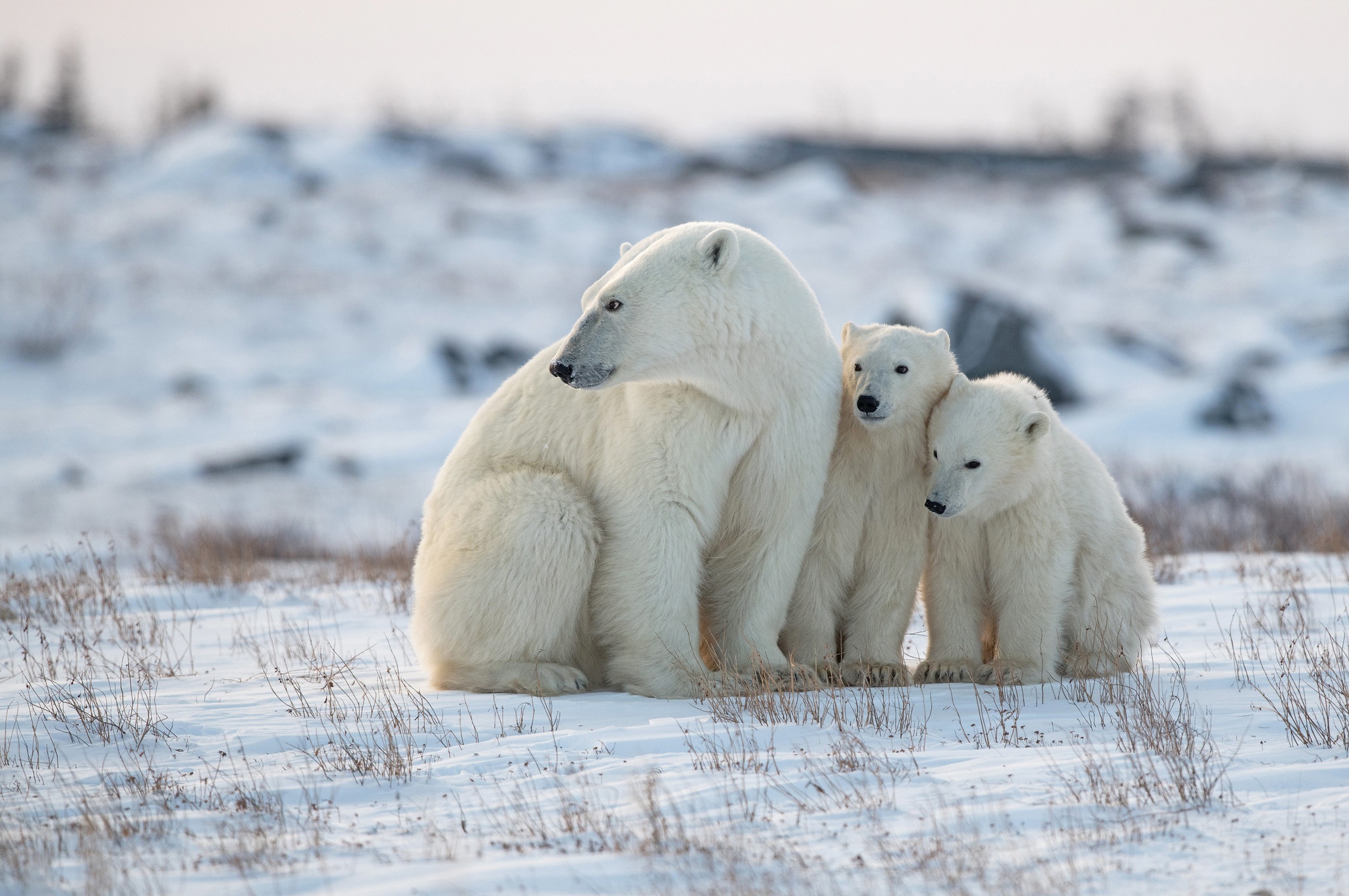 Free download wallpaper Winter, Snow, Bears, Animal, Polar Bear, Baby Animal, Cub on your PC desktop