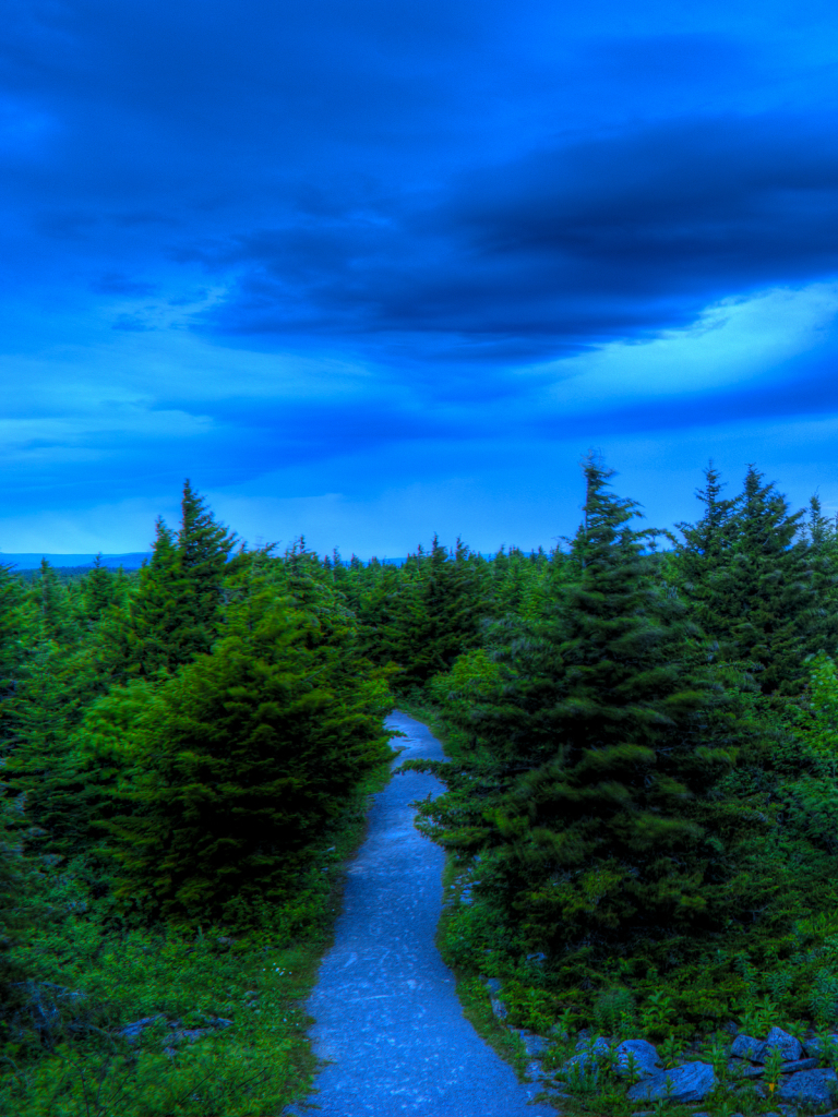 Download mobile wallpaper Nature, Sky, Tree, Earth, Hdr, Photography, Pine Tree for free.