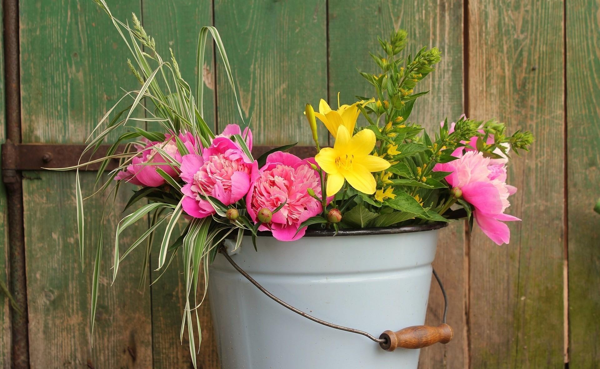 flowers, peonies, greens, fence, lily, bucket