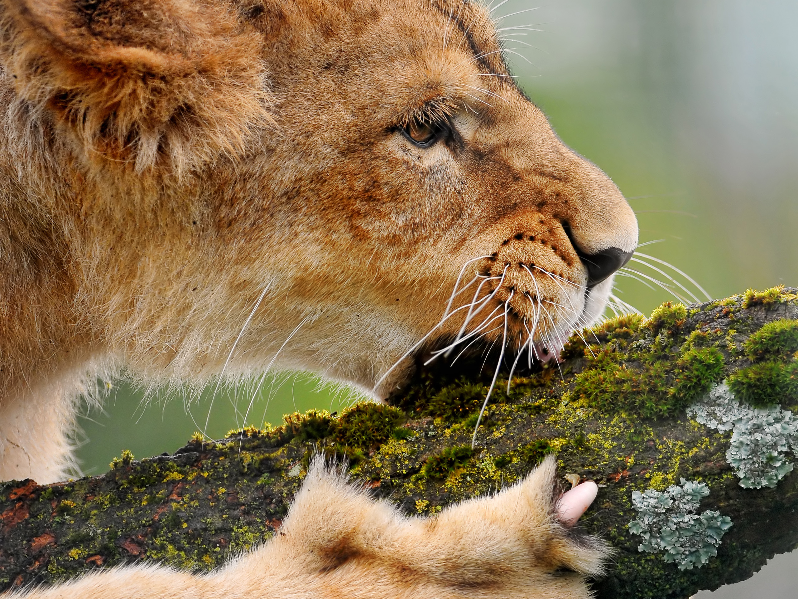 Descarga gratuita de fondo de pantalla para móvil de Animales, Gatos, León.