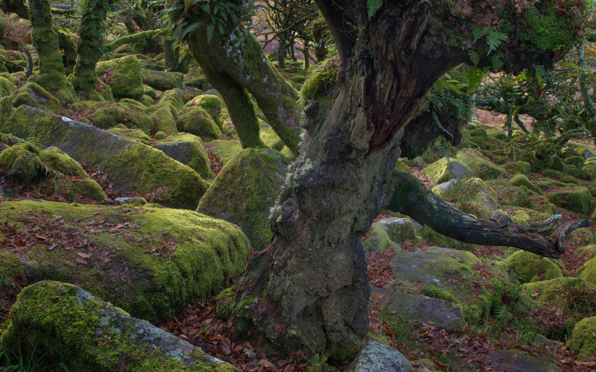 Free download wallpaper Earth, Moss, Twisted Tree on your PC desktop