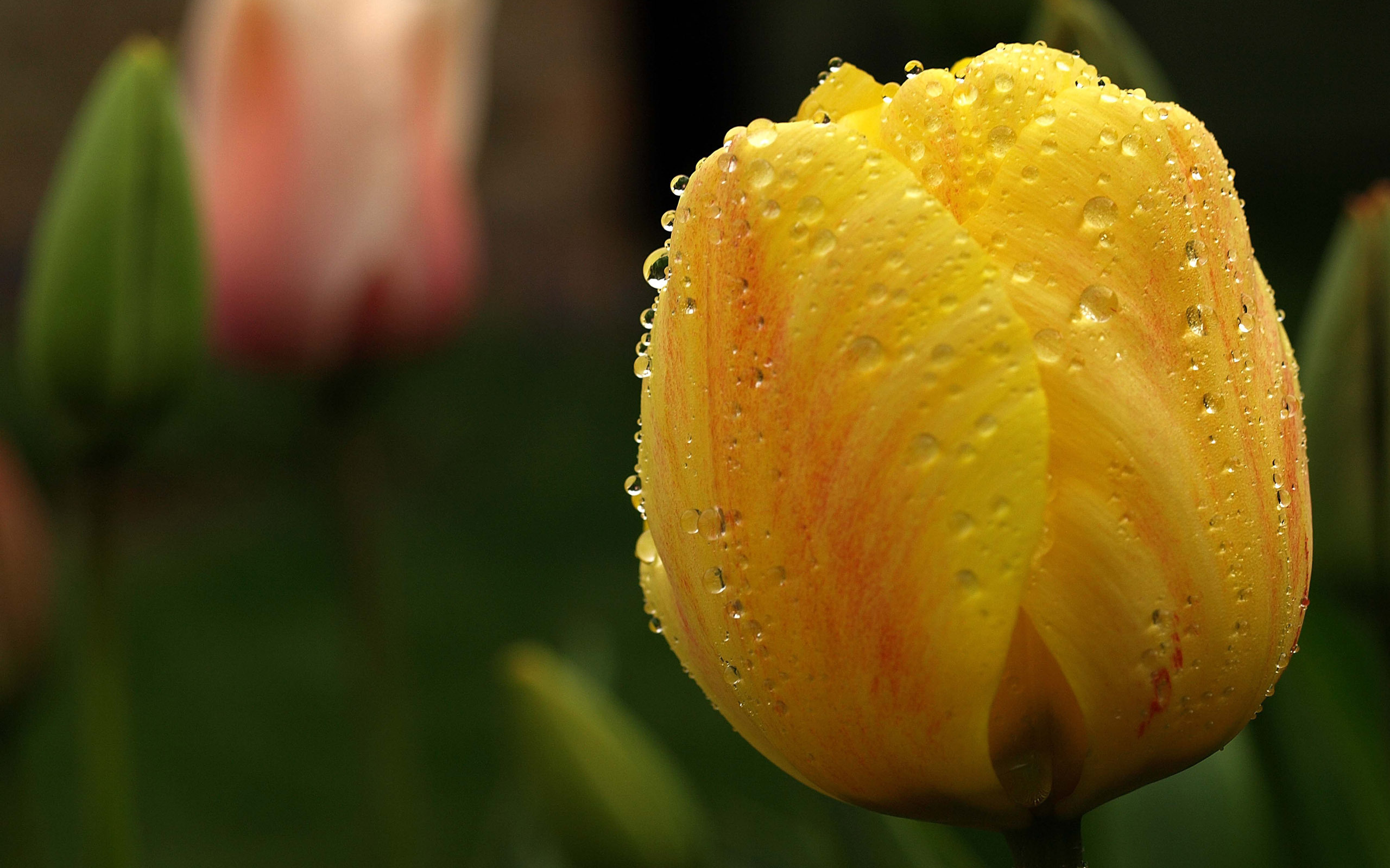 Free download wallpaper Earth, Tulip on your PC desktop