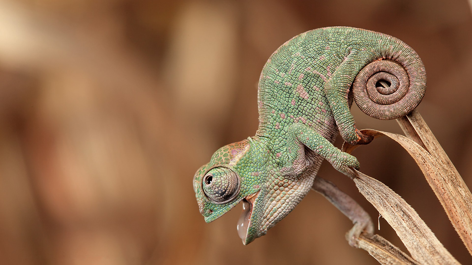 Download mobile wallpaper Animal, Chameleon for free.
