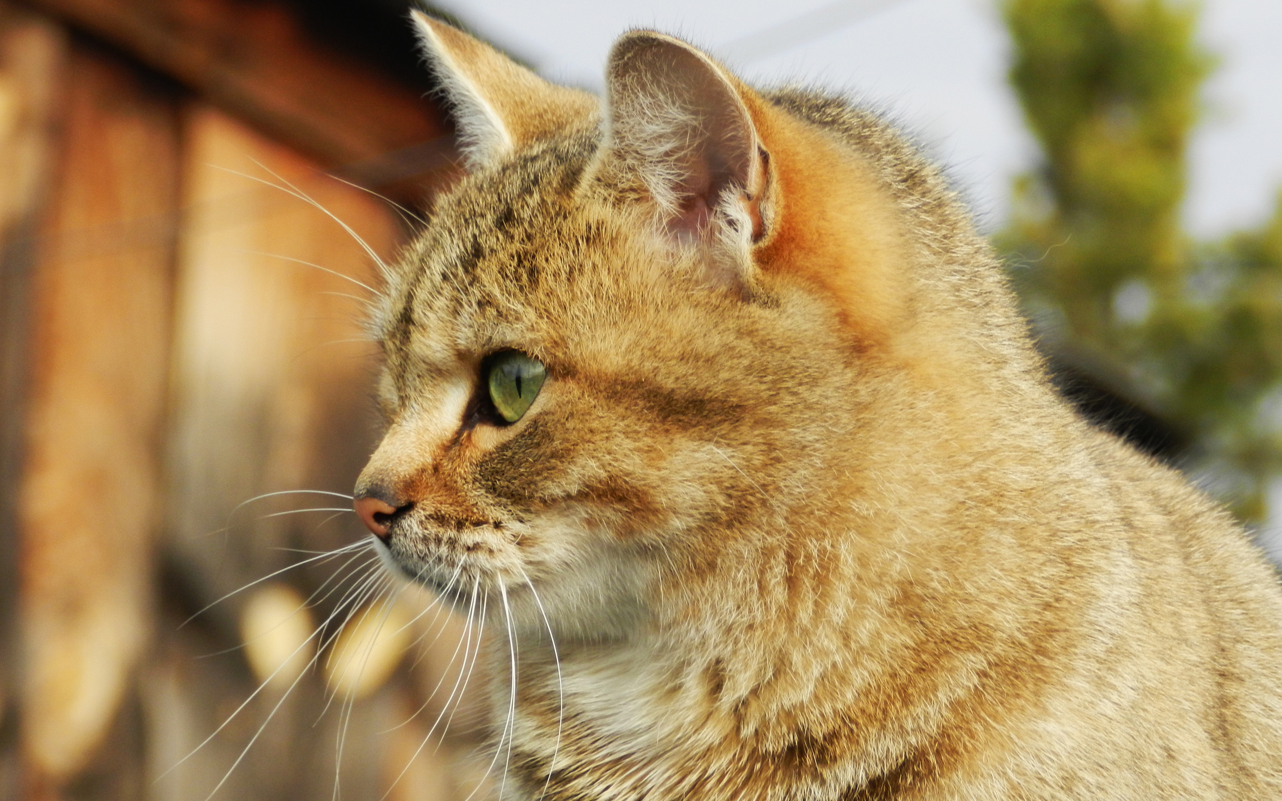 Handy-Wallpaper Katze, Katzen, Tiere kostenlos herunterladen.