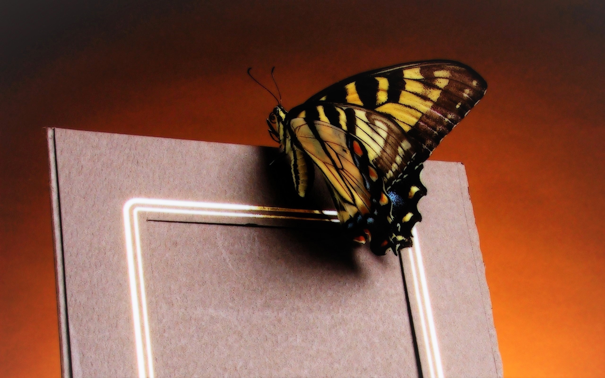 animal, butterfly, frame