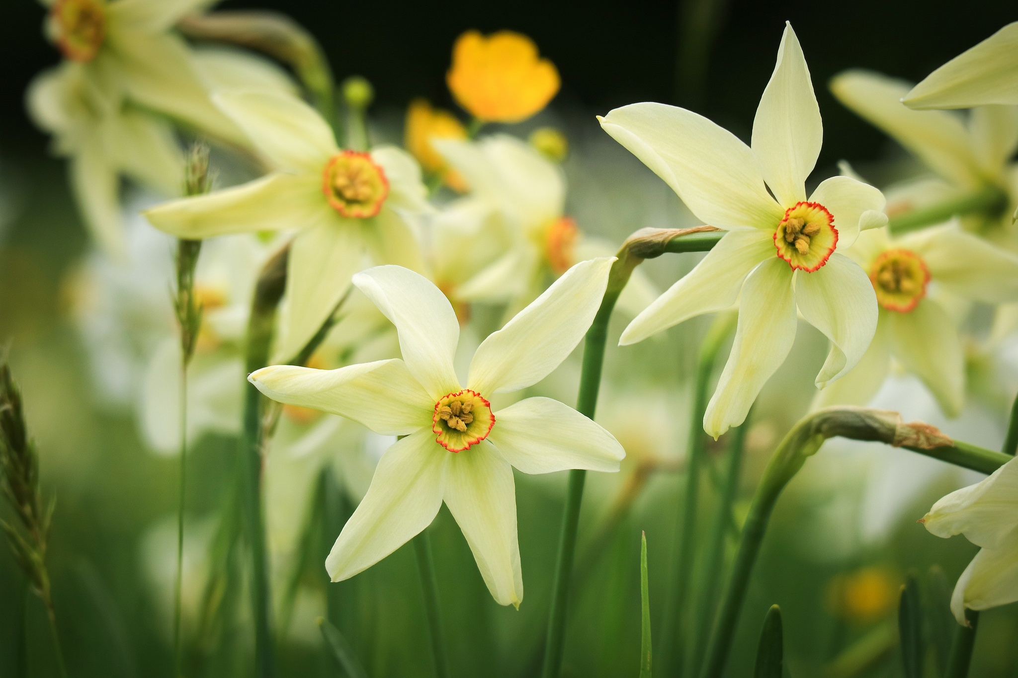 Laden Sie das Natur, Blumen, Narzissen, Blume, Nahansicht, Weiße Blume, Erde/natur-Bild kostenlos auf Ihren PC-Desktop herunter