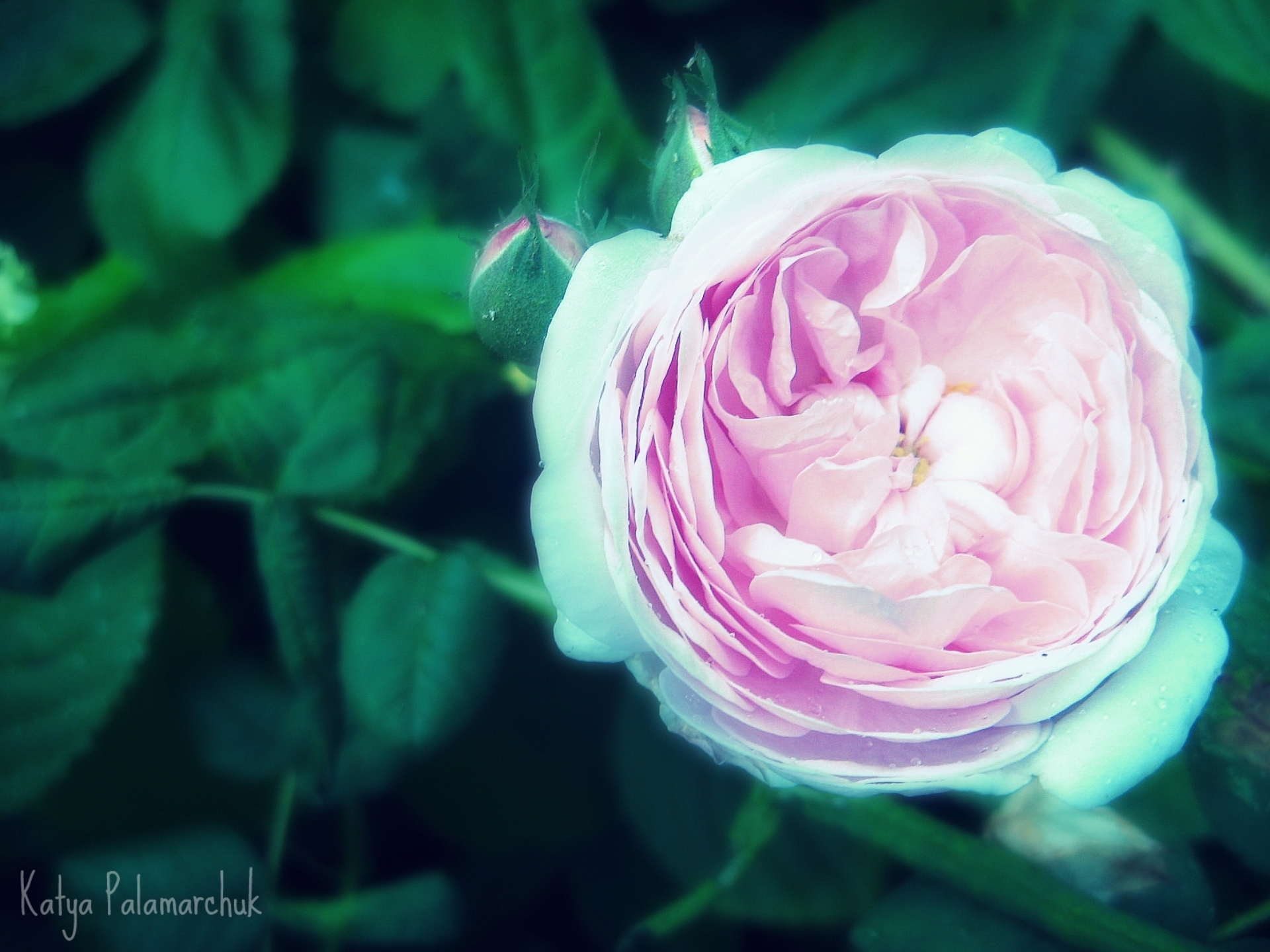 Free download wallpaper Flowers, Flower, Rose, Earth on your PC desktop