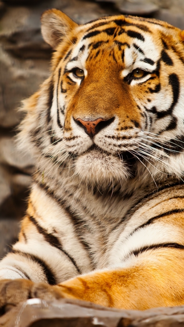 Download mobile wallpaper Cats, Tiger, Animal for free.