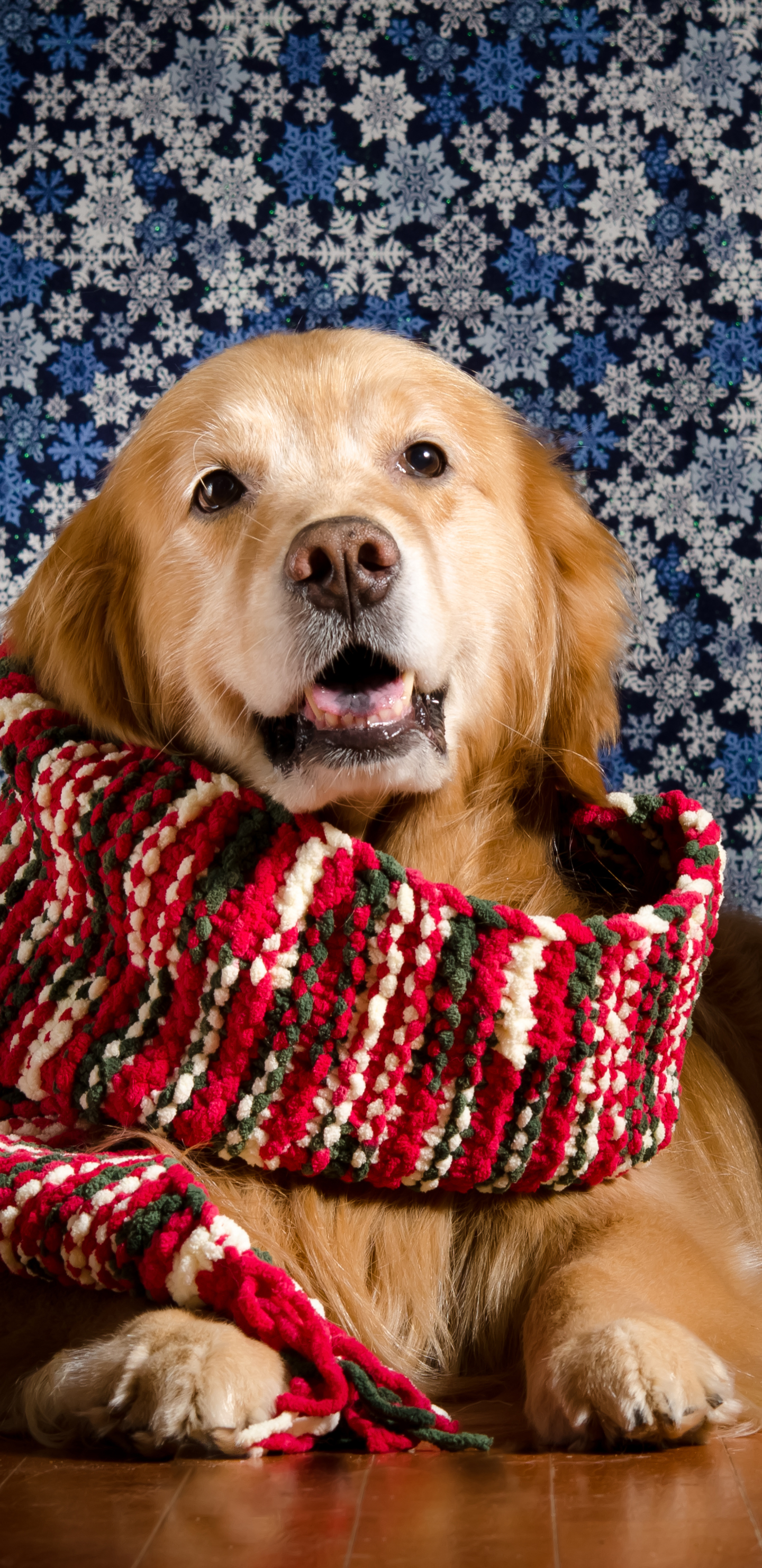 Handy-Wallpaper Tiere, Hunde, Hund, Golden Retriever, Schal kostenlos herunterladen.