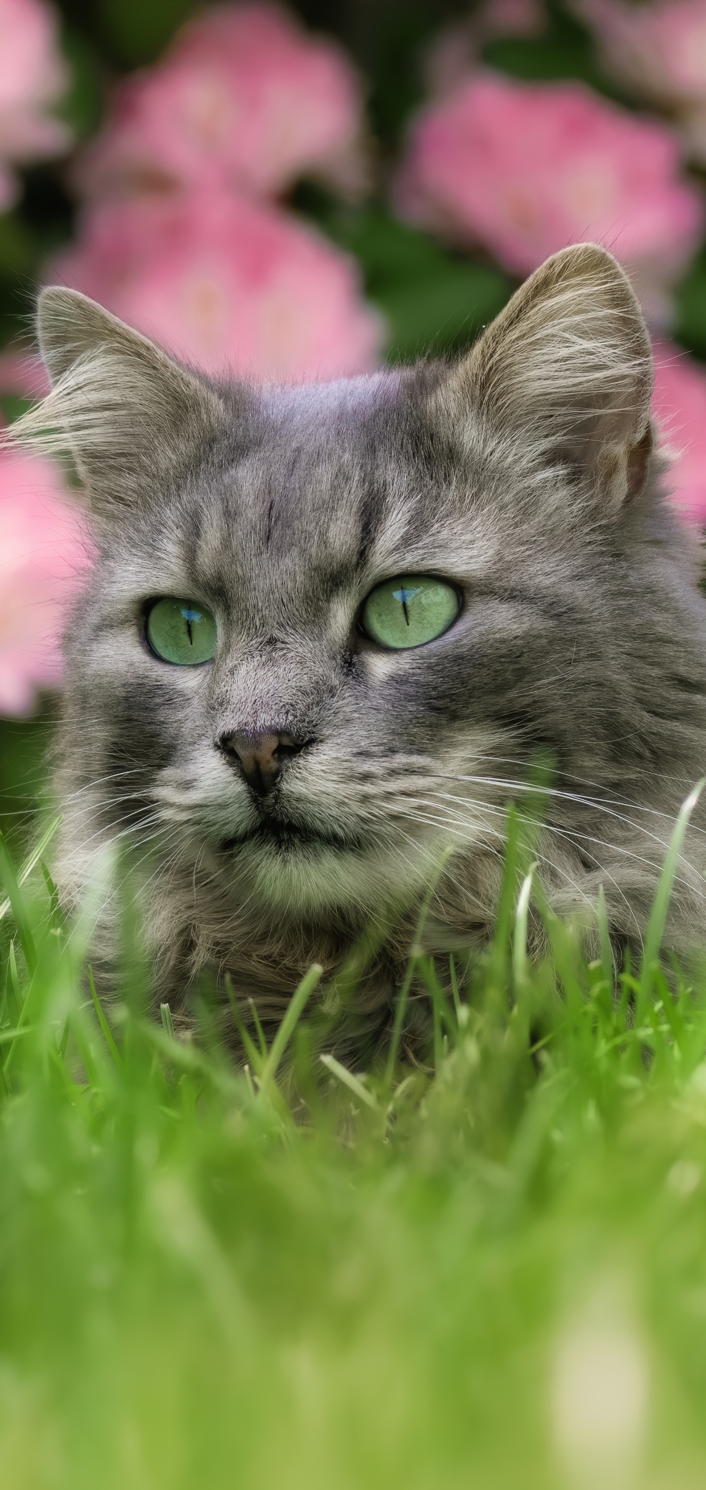 Baixe gratuitamente a imagem Animais, Gatos, Gato na área de trabalho do seu PC