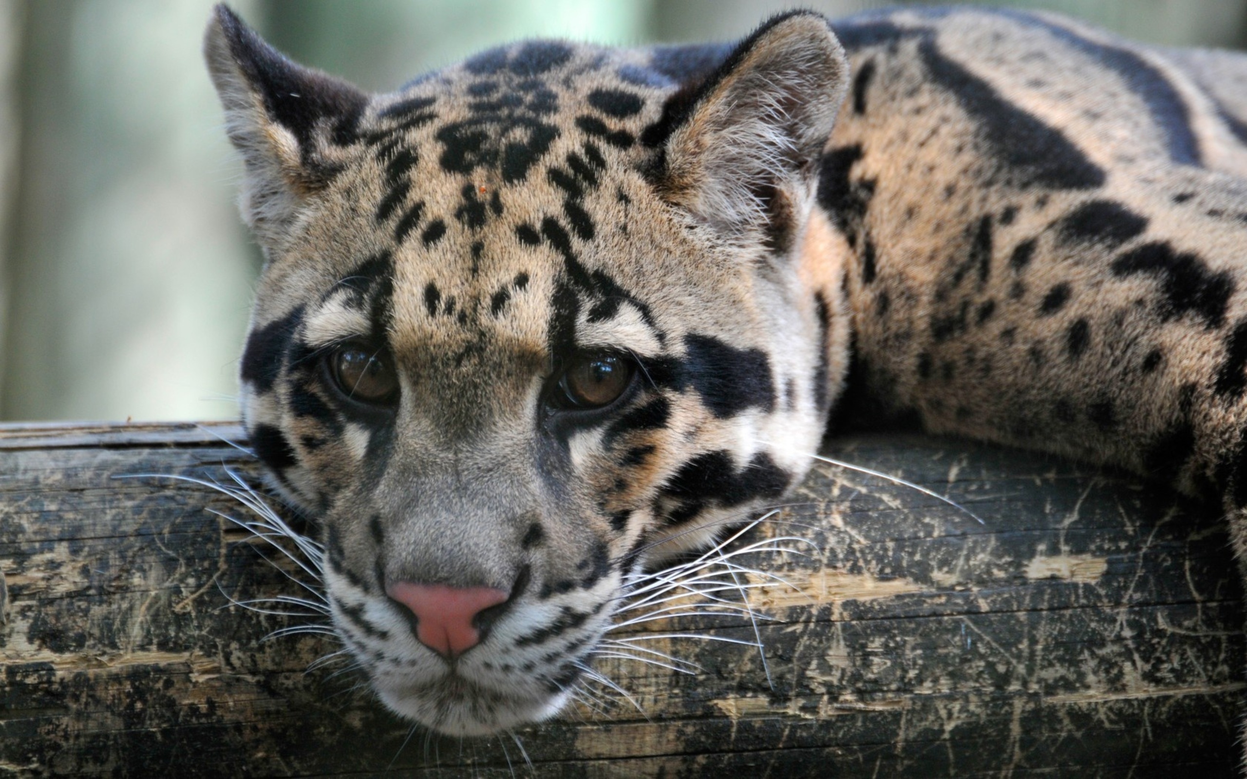 317058 скачать обои дымчатый леопард, животные, кошки - заставки и картинки бесплатно