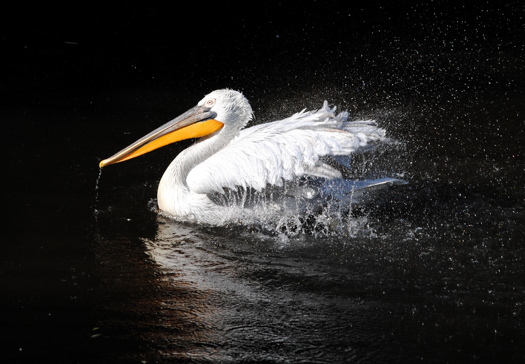 Download mobile wallpaper Pelican, Animals, To Swim, Spray, Swim, Beak, Bird, Black Background for free.